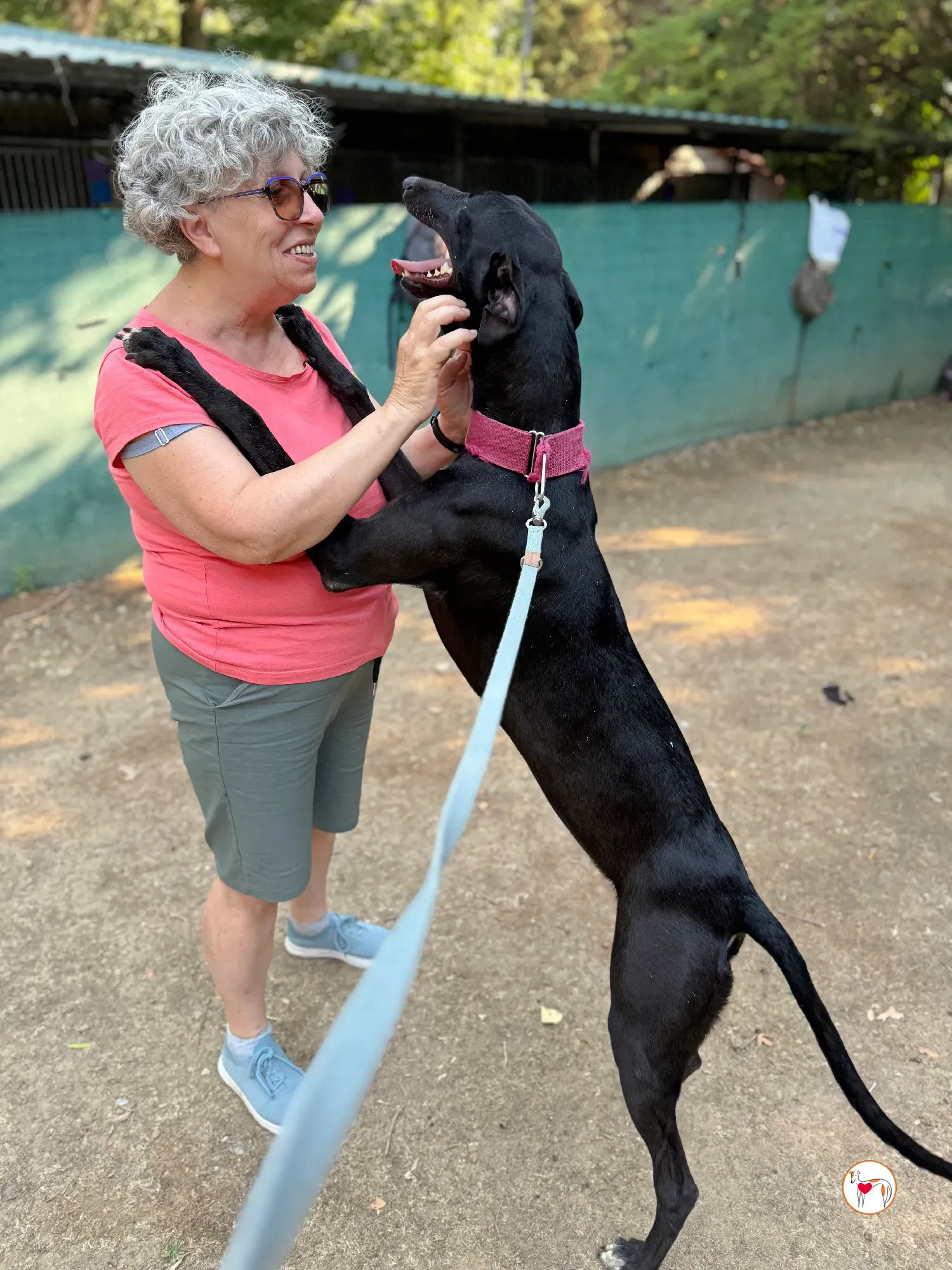 zafiro galgo adozione 25