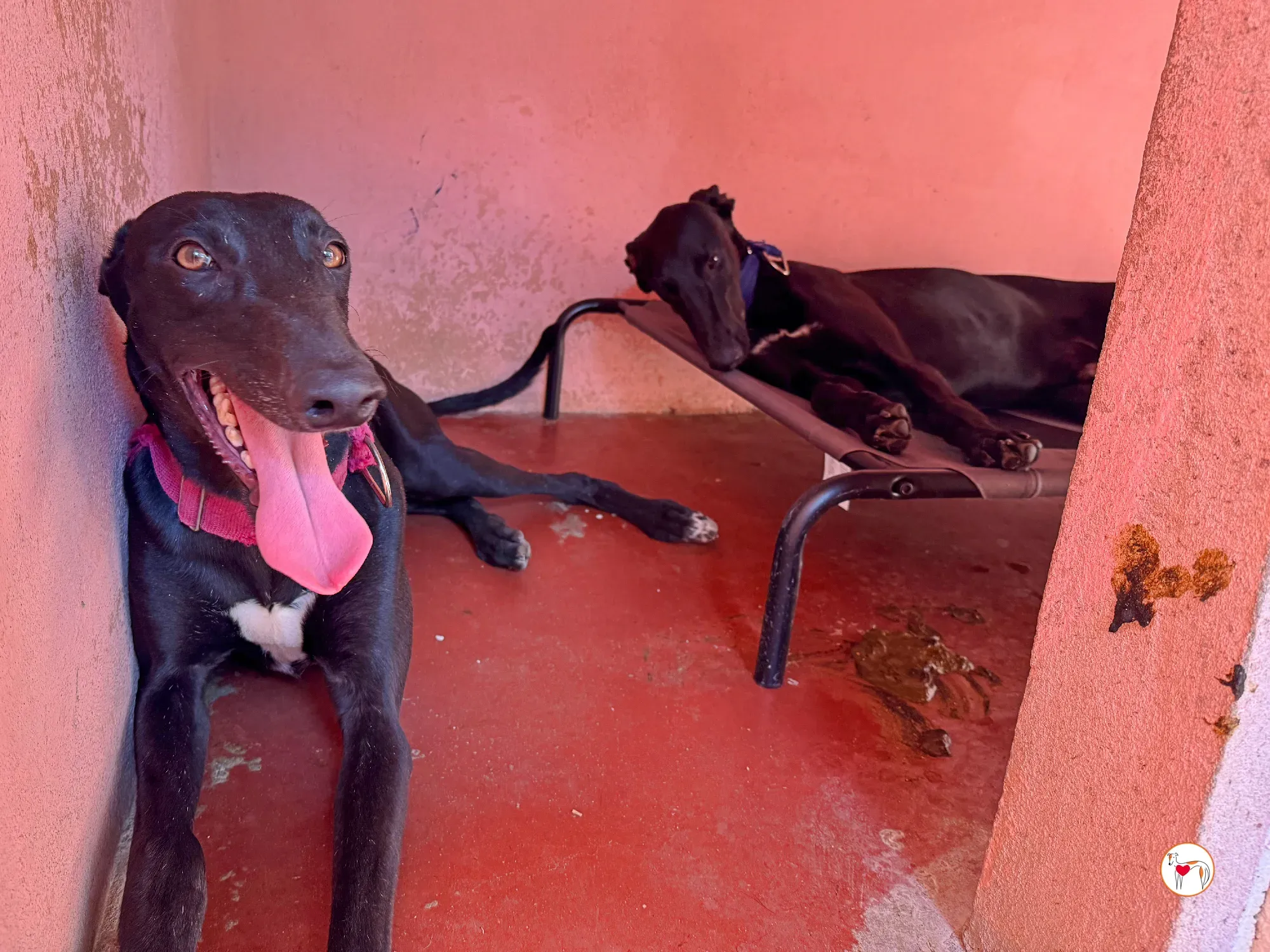 zafiro galgo adozione 27