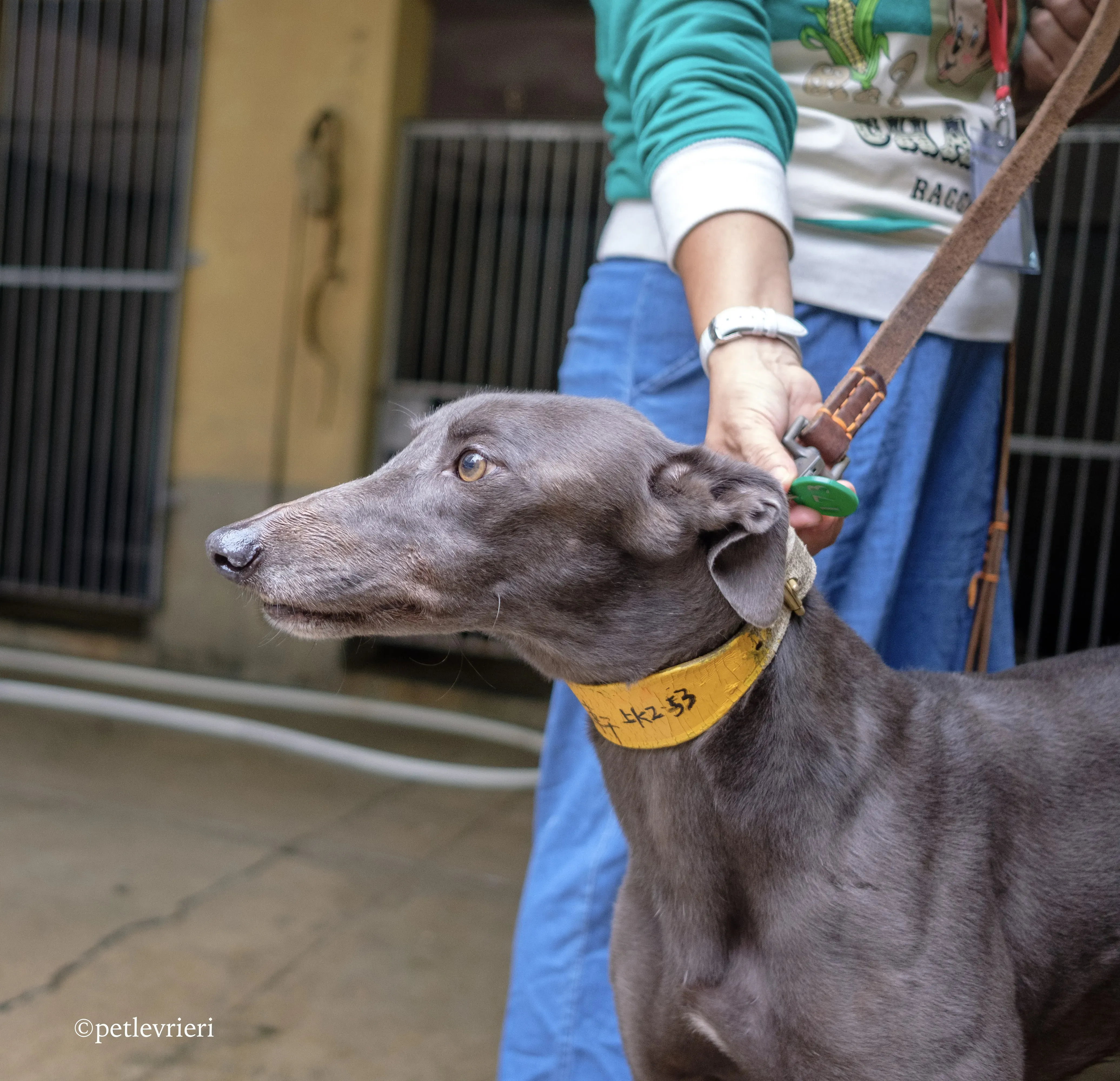 zafonic tanner adozione greyhound macao 10 1