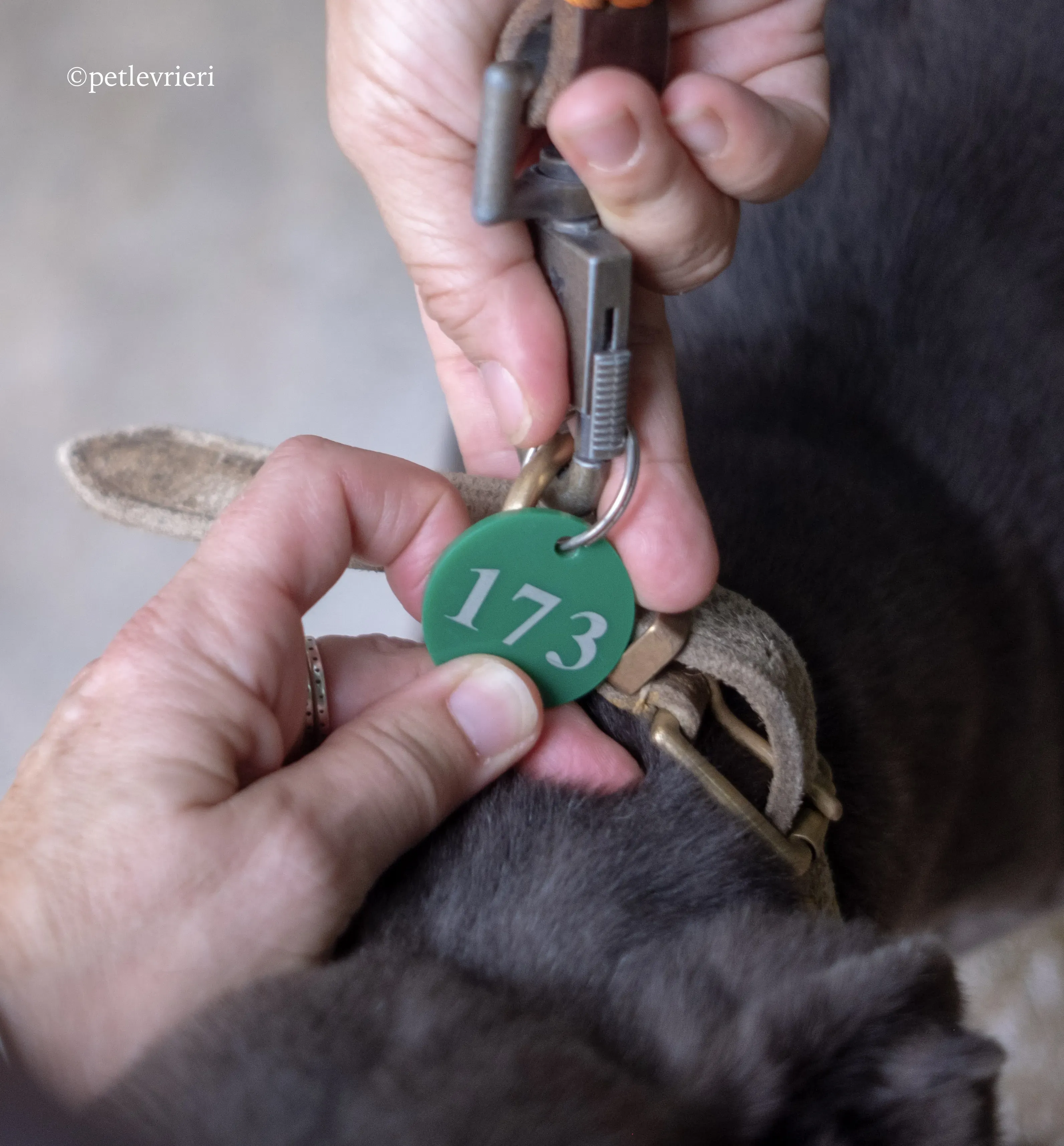 zafonic tanner adozione greyhound macao 11 1