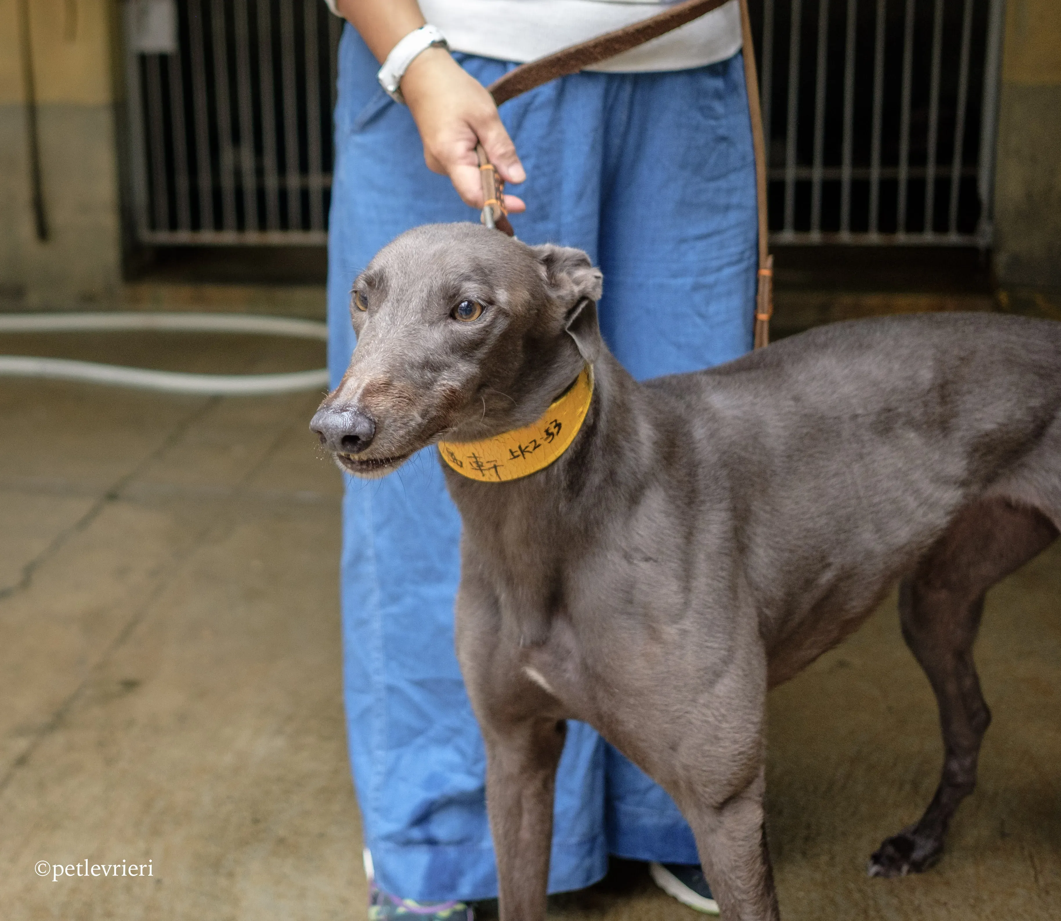 zafonic tanner adozione greyhound macao 4 1