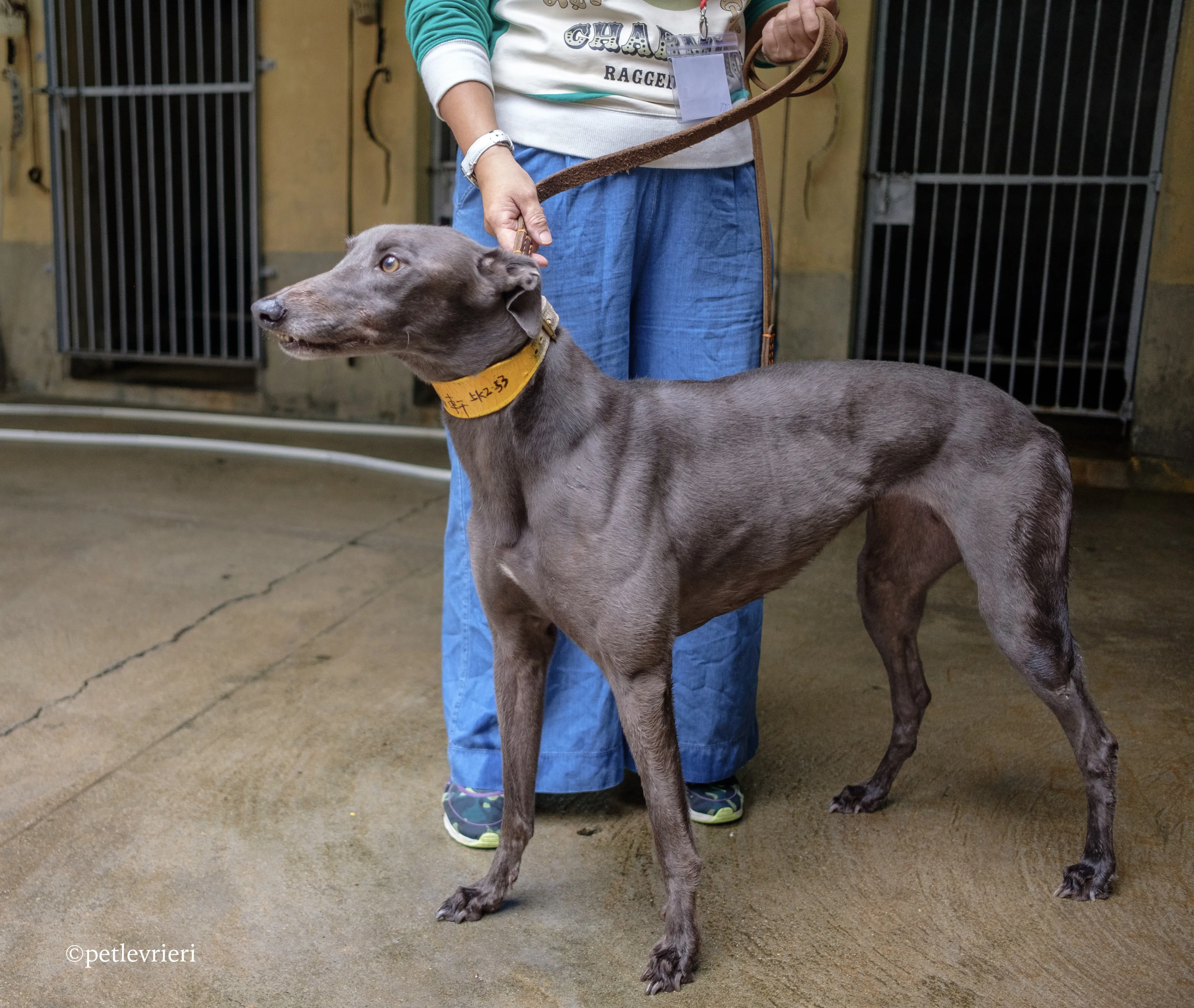 zafonic tanner adozione greyhound macao 5 1
