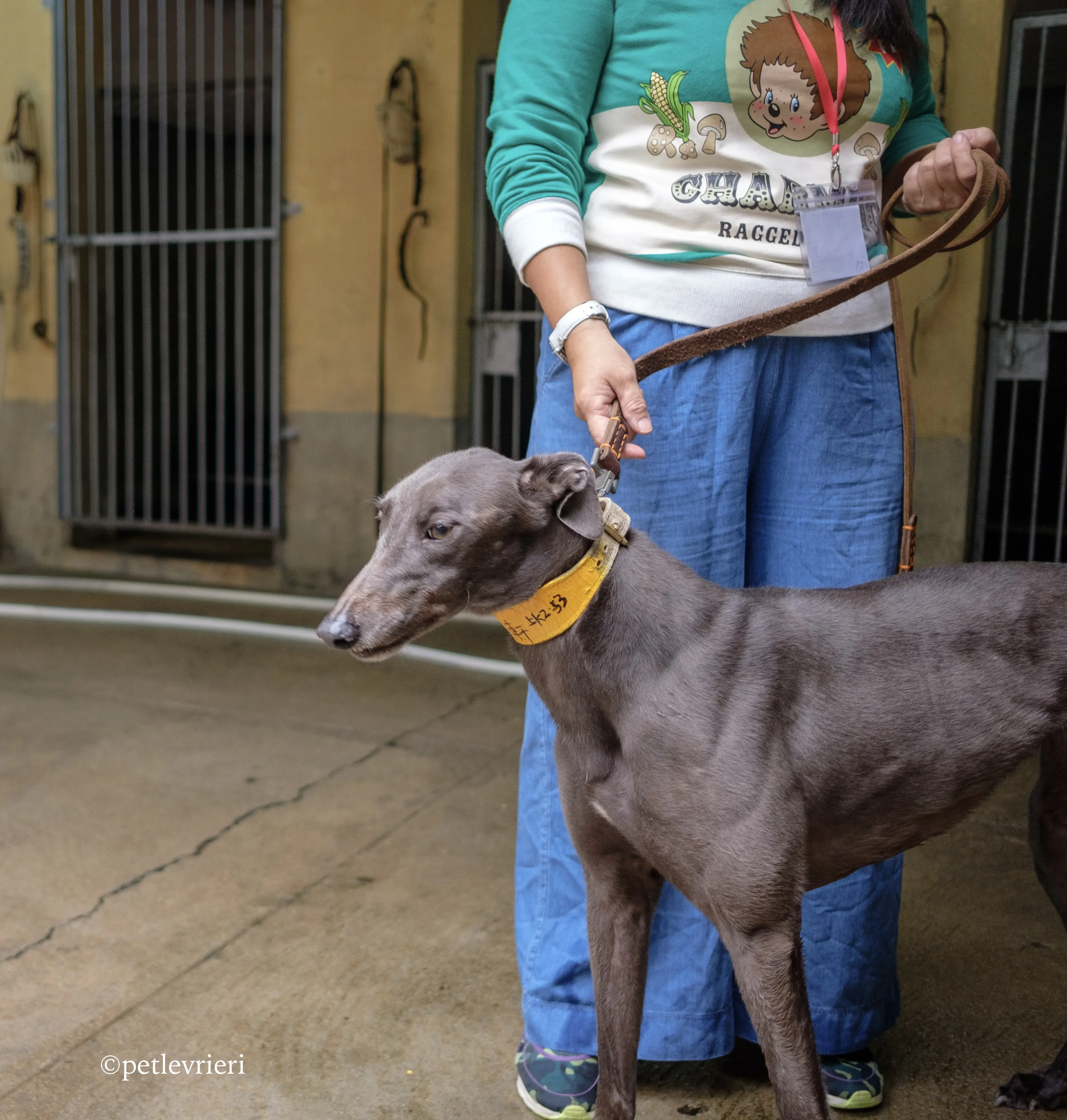 zafonic tanner adozione greyhound macao 6 1