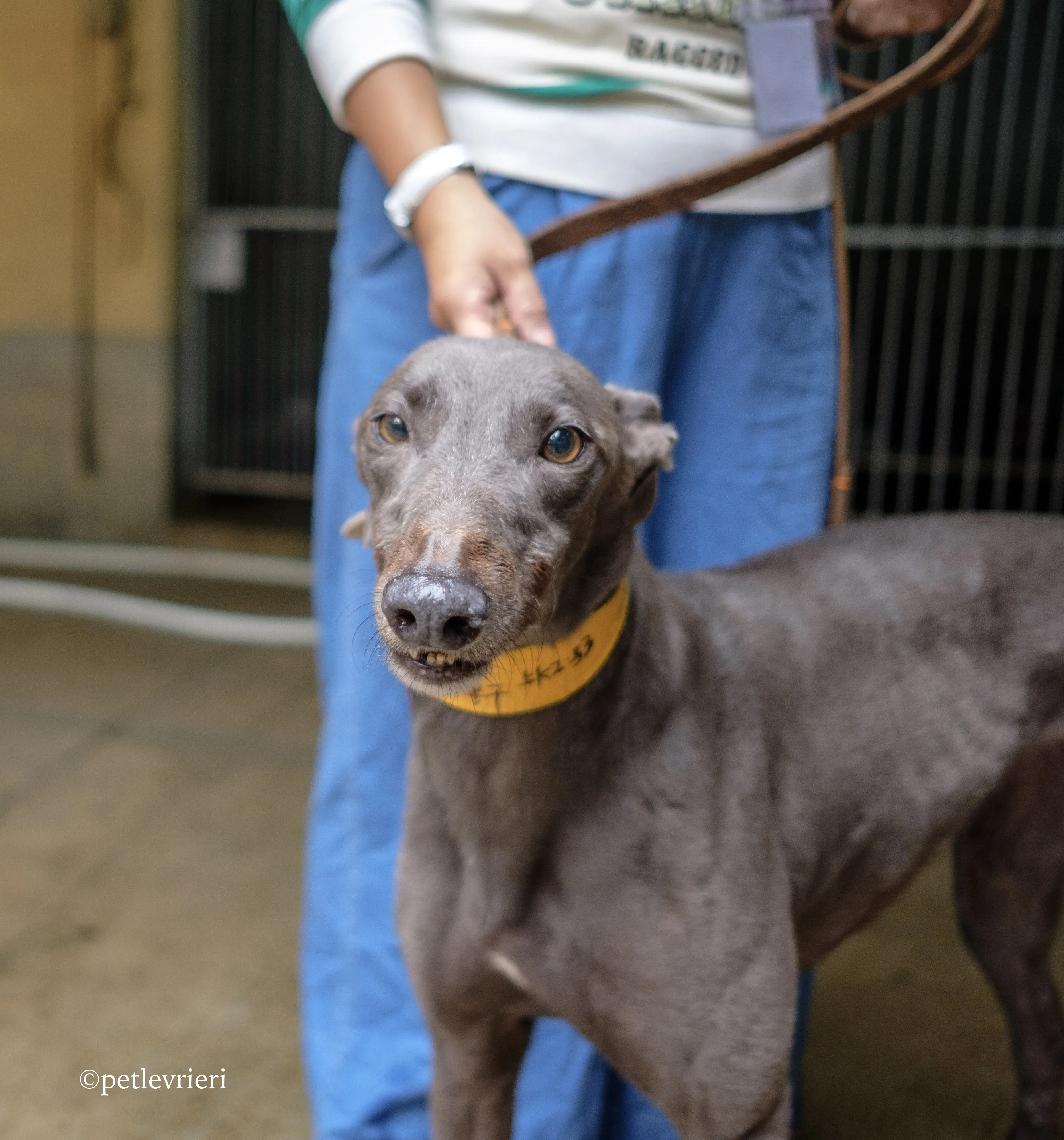 zafonic tanner adozione greyhound macao 7 1