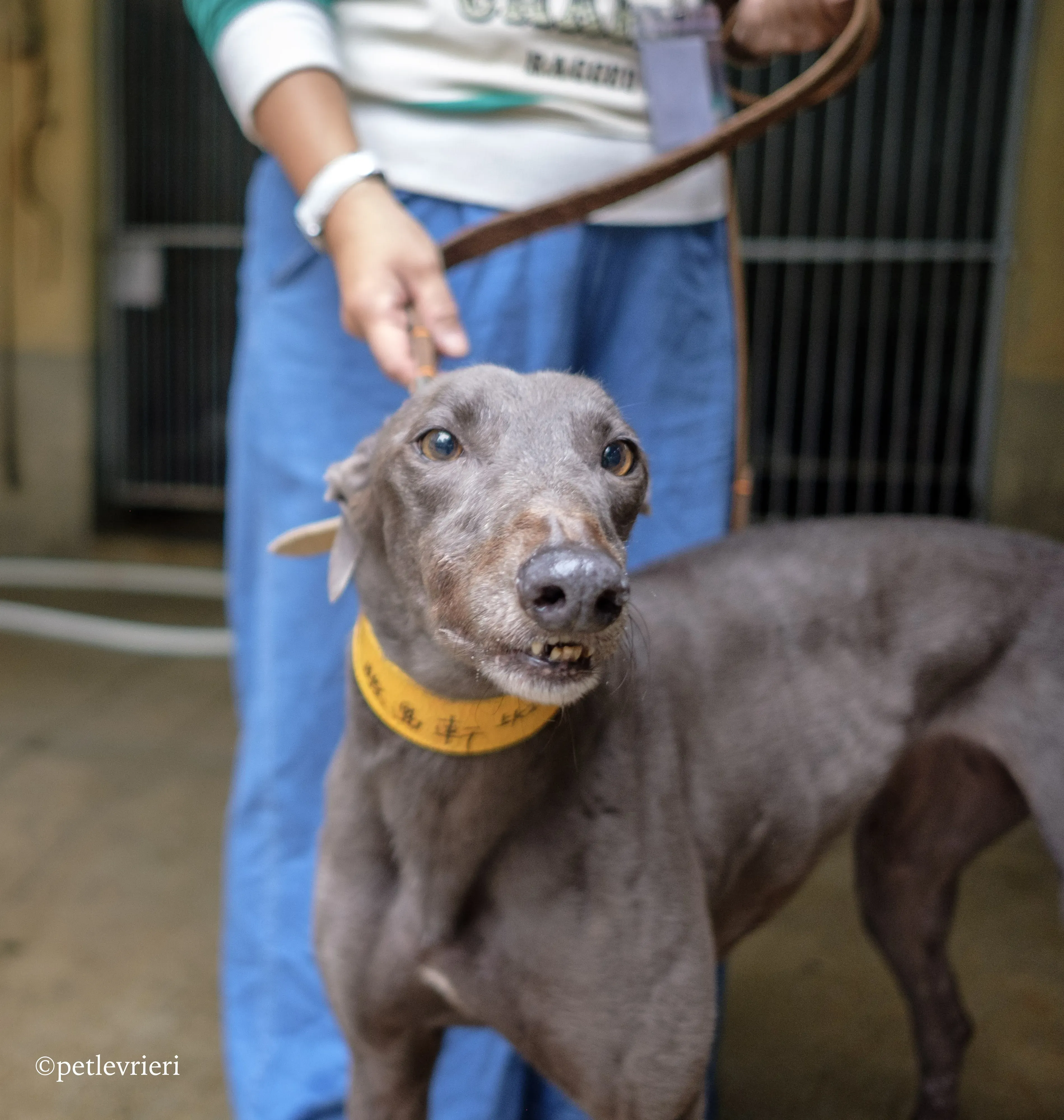 zafonic tanner adozione greyhound macao 8 1