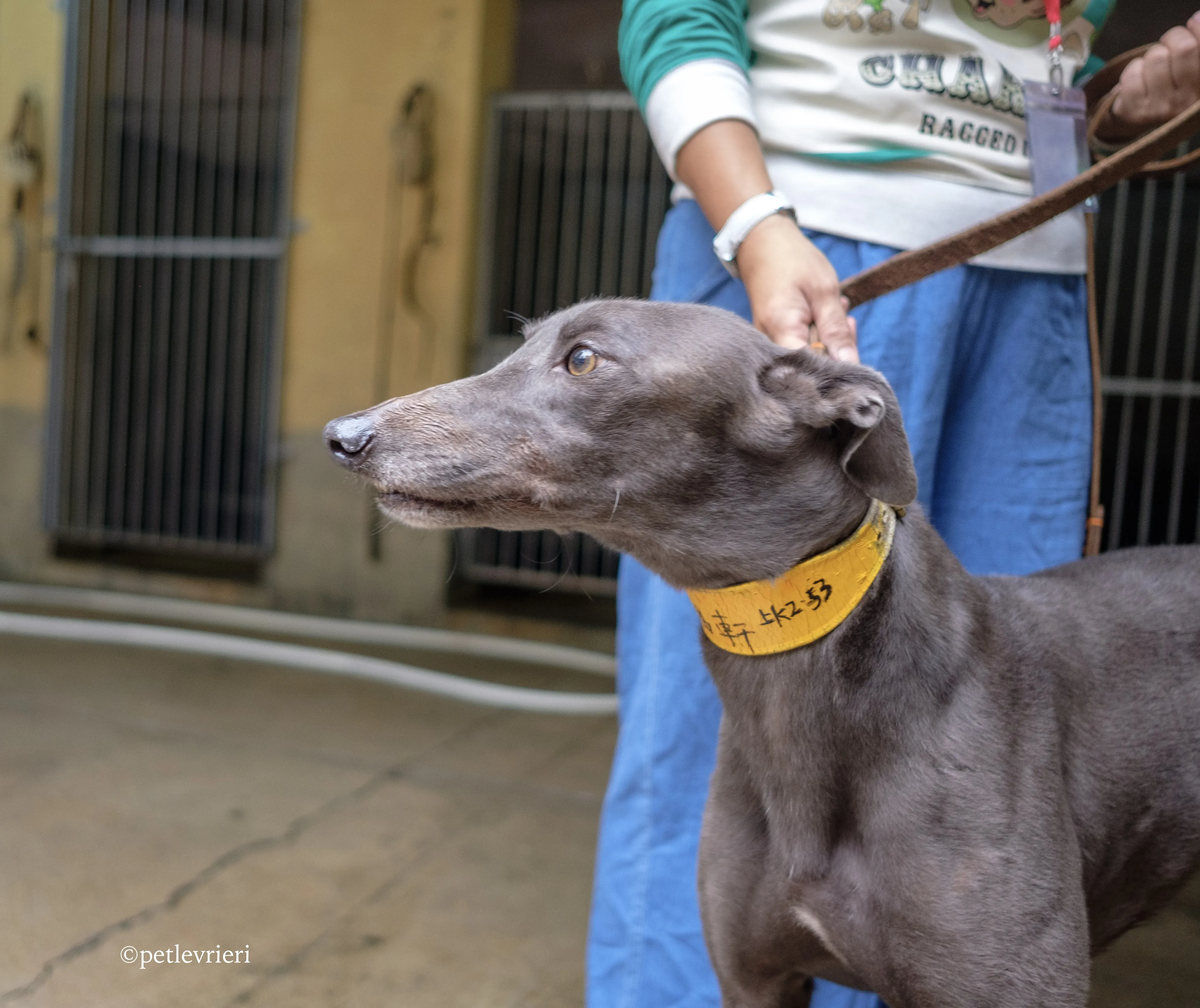 zafonic tanner adozione greyhound macao 9 1