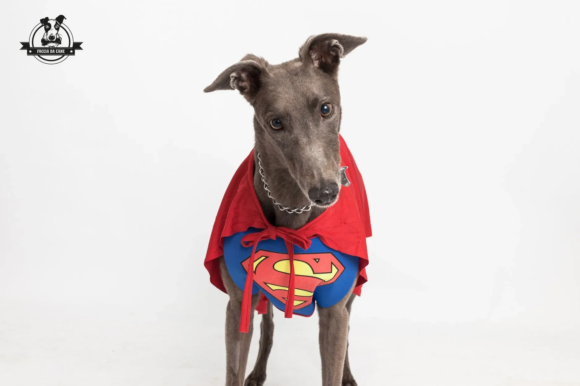 zafonic tanner greyhound macao