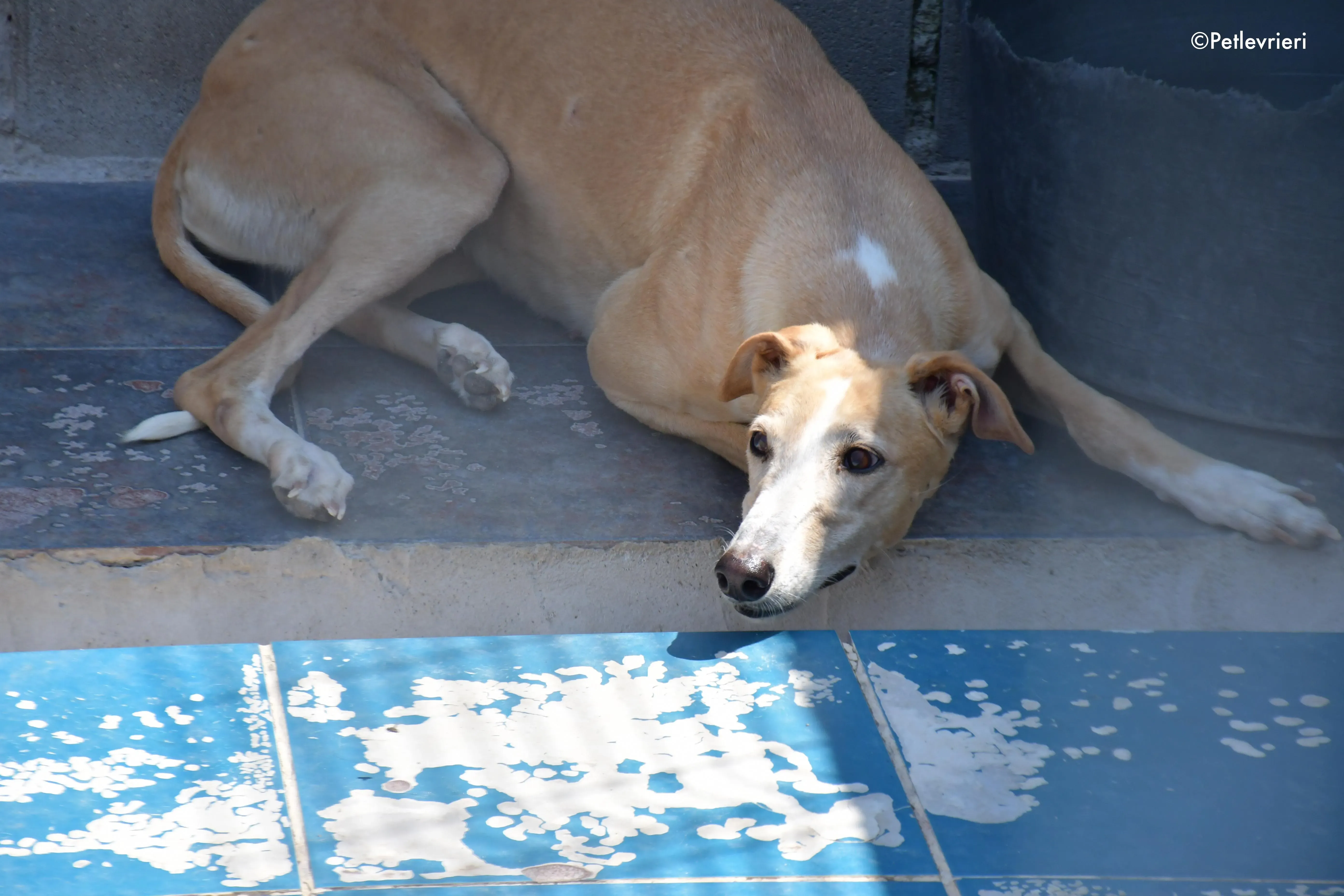 zahira adozione levrieri galgo 1