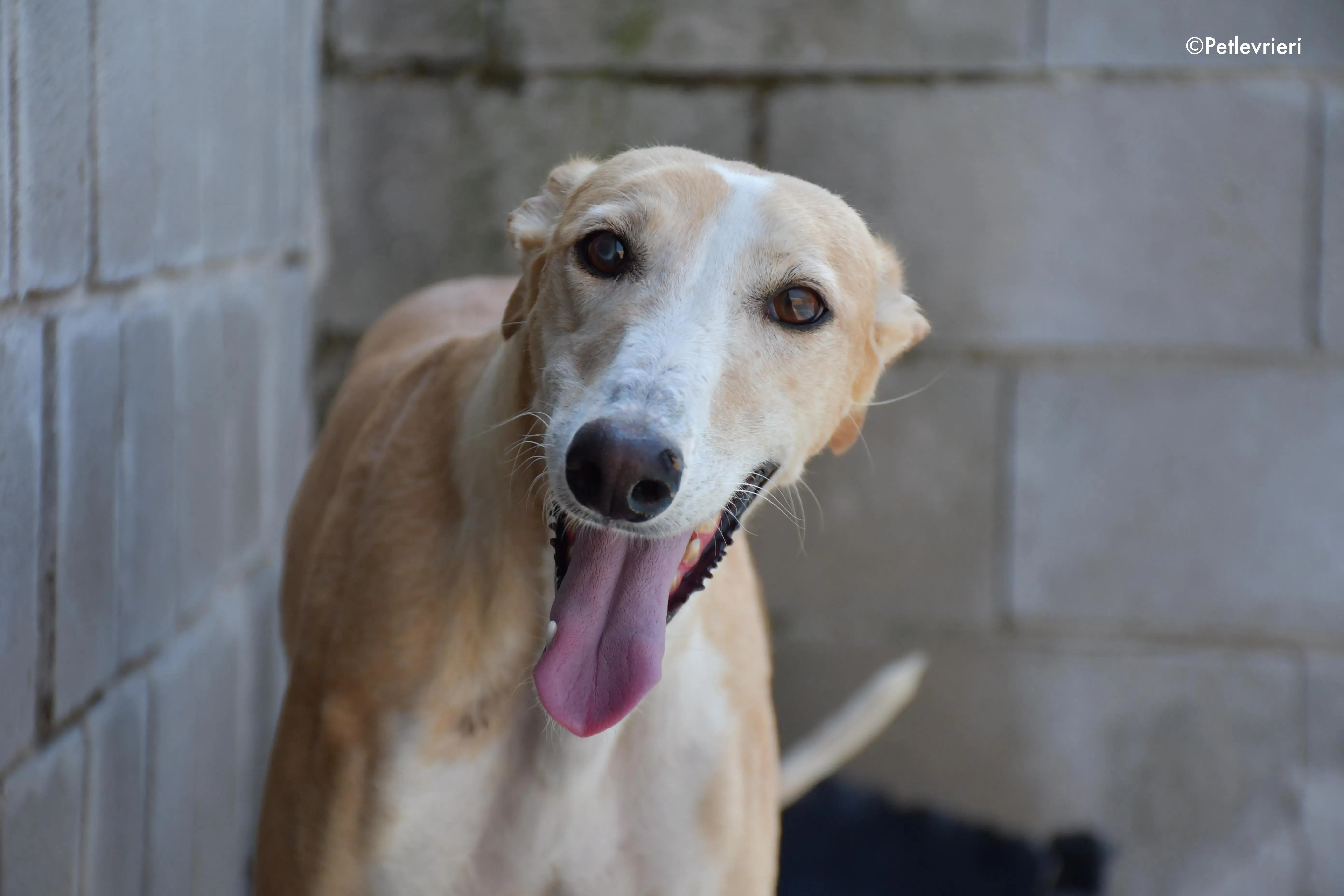 zahira adozione levrieri galgo 10