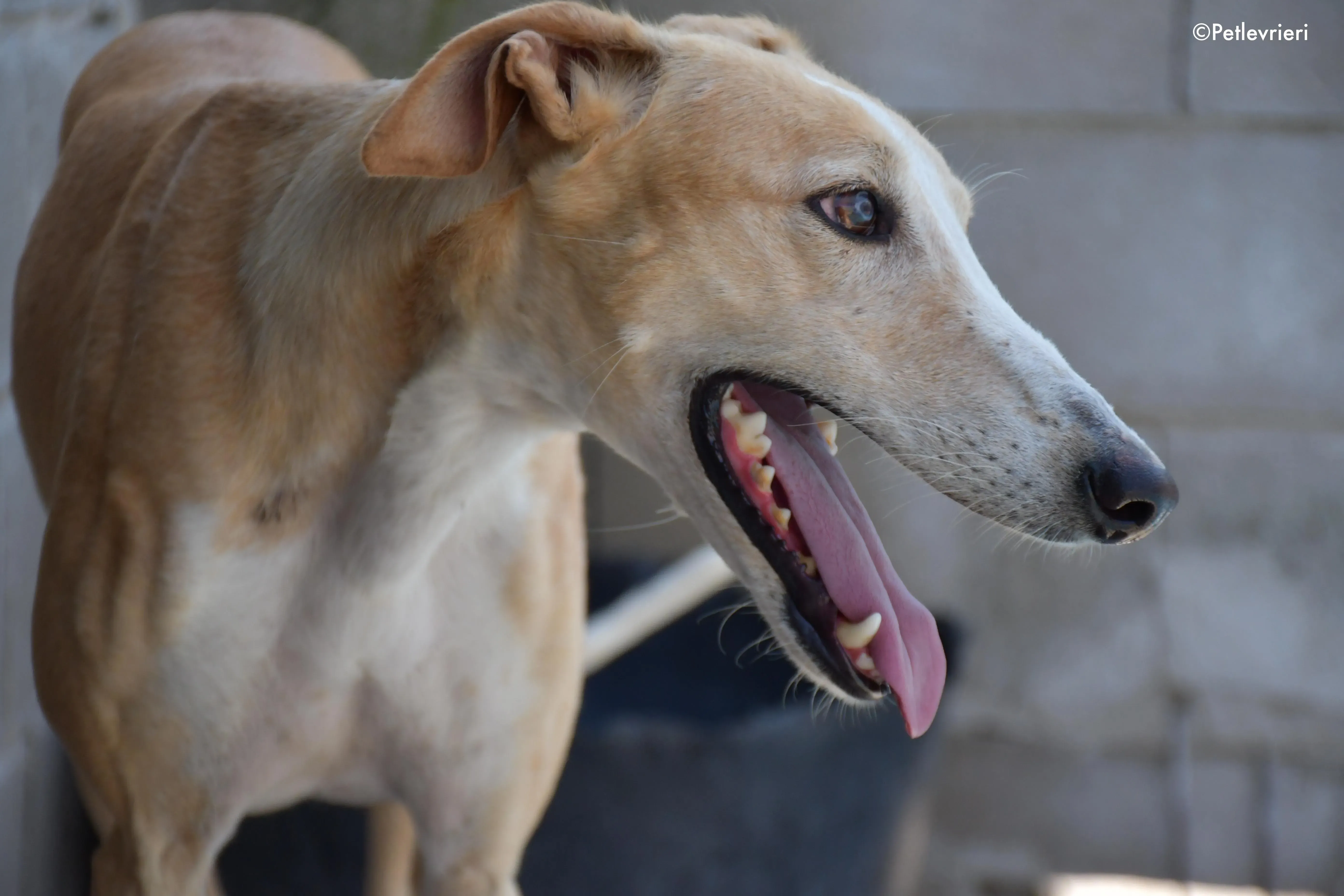 zahira adozione levrieri galgo 11