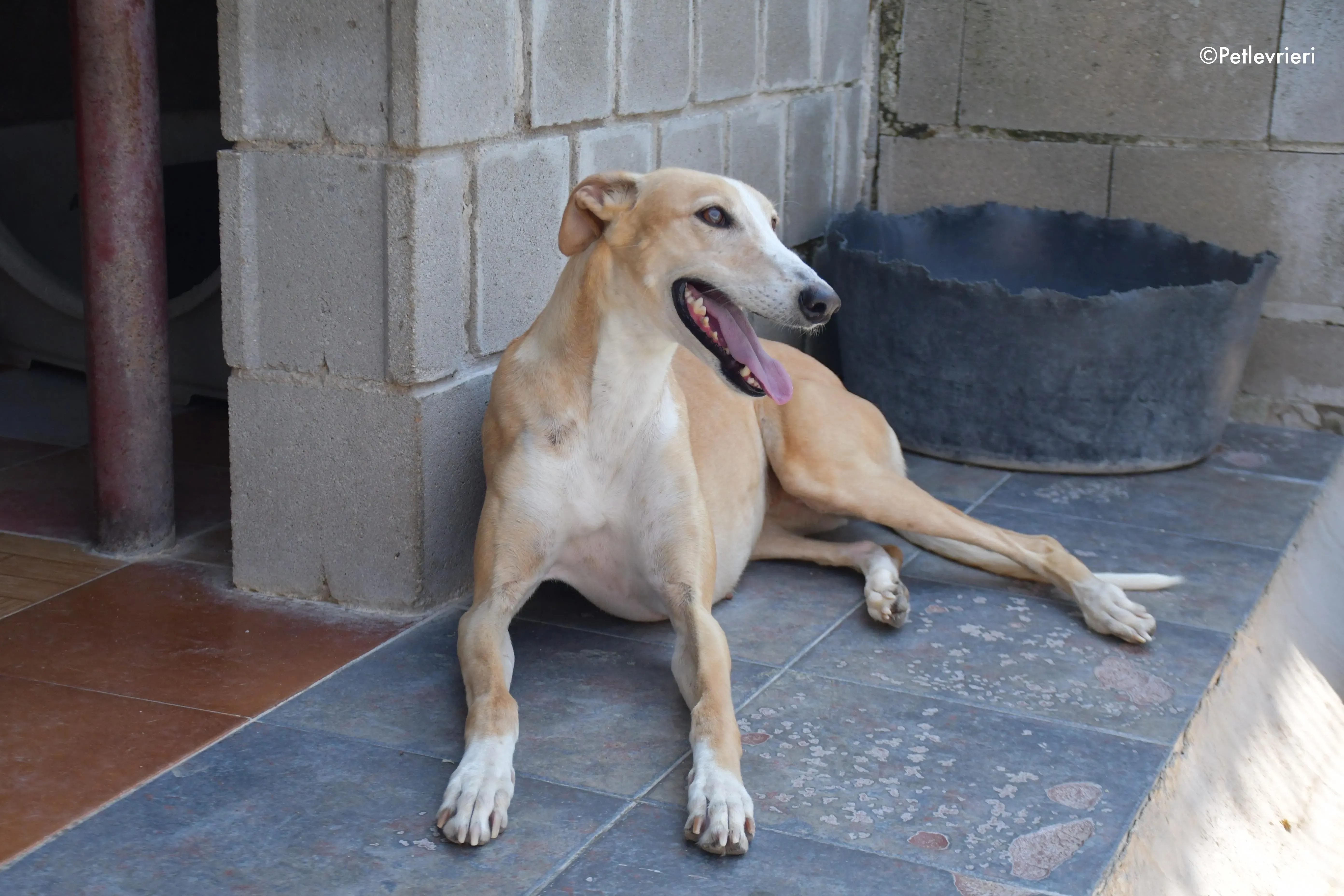 zahira adozione levrieri galgo 12