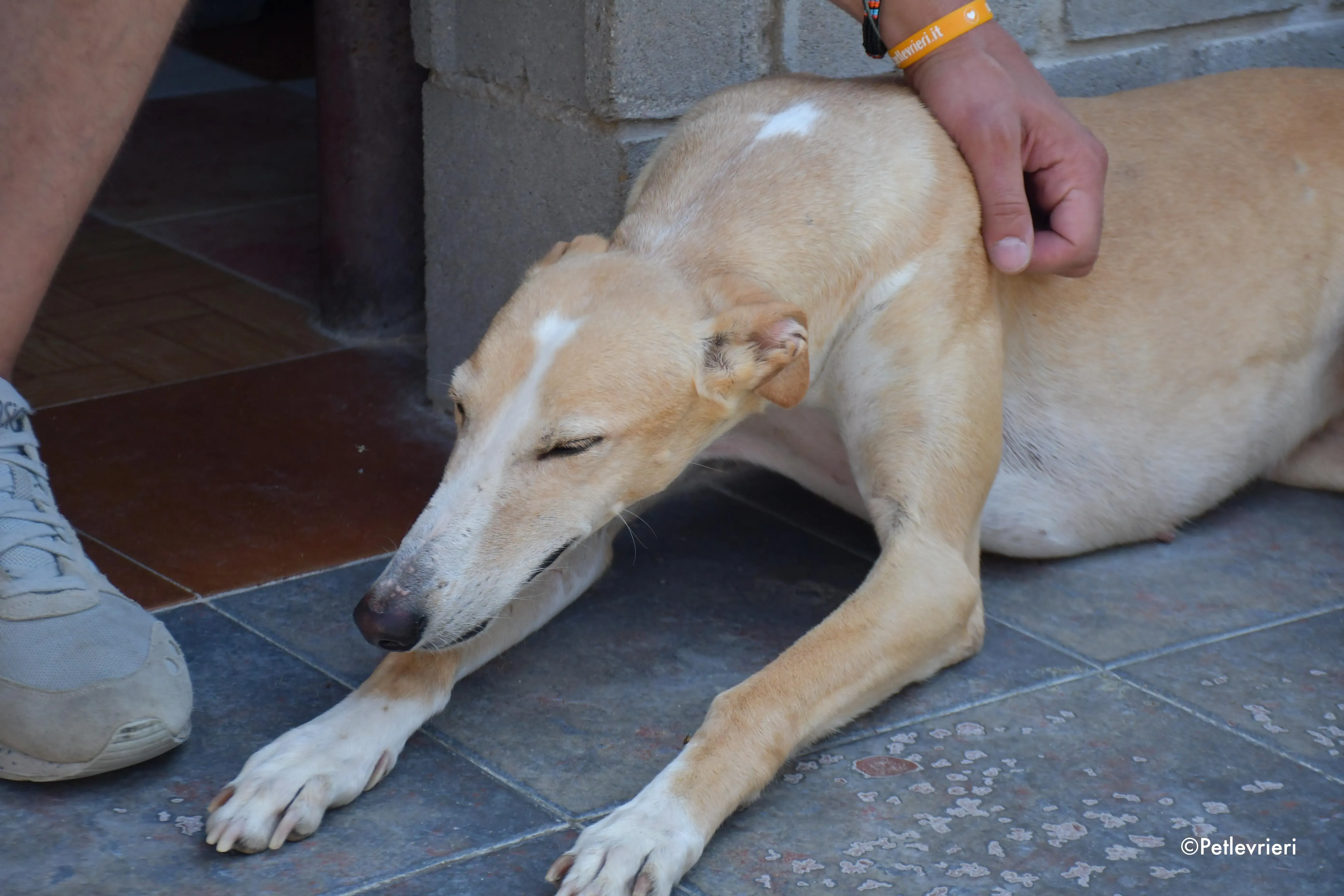 zahira adozione levrieri galgo 13