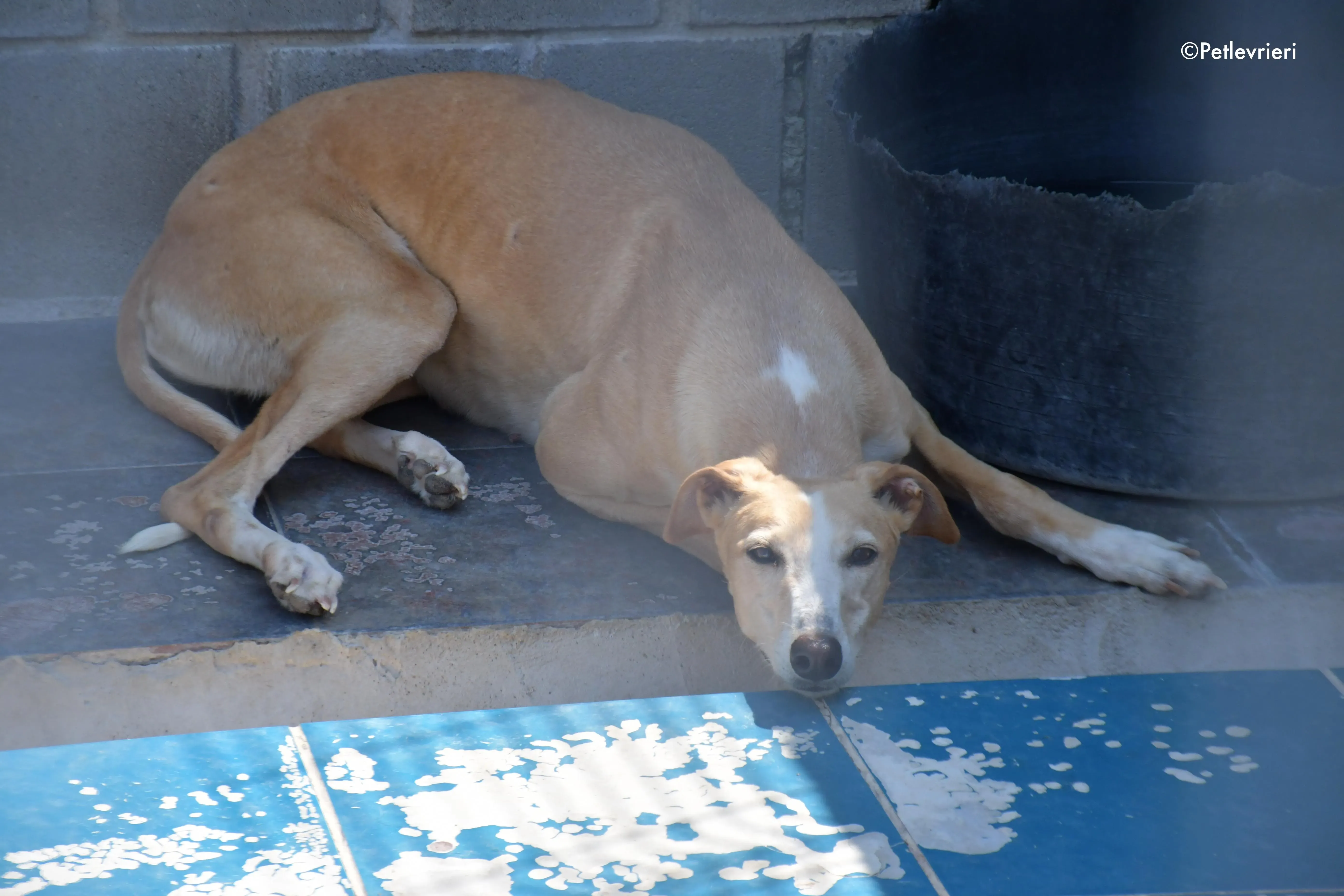 zahira adozione levrieri galgo 2