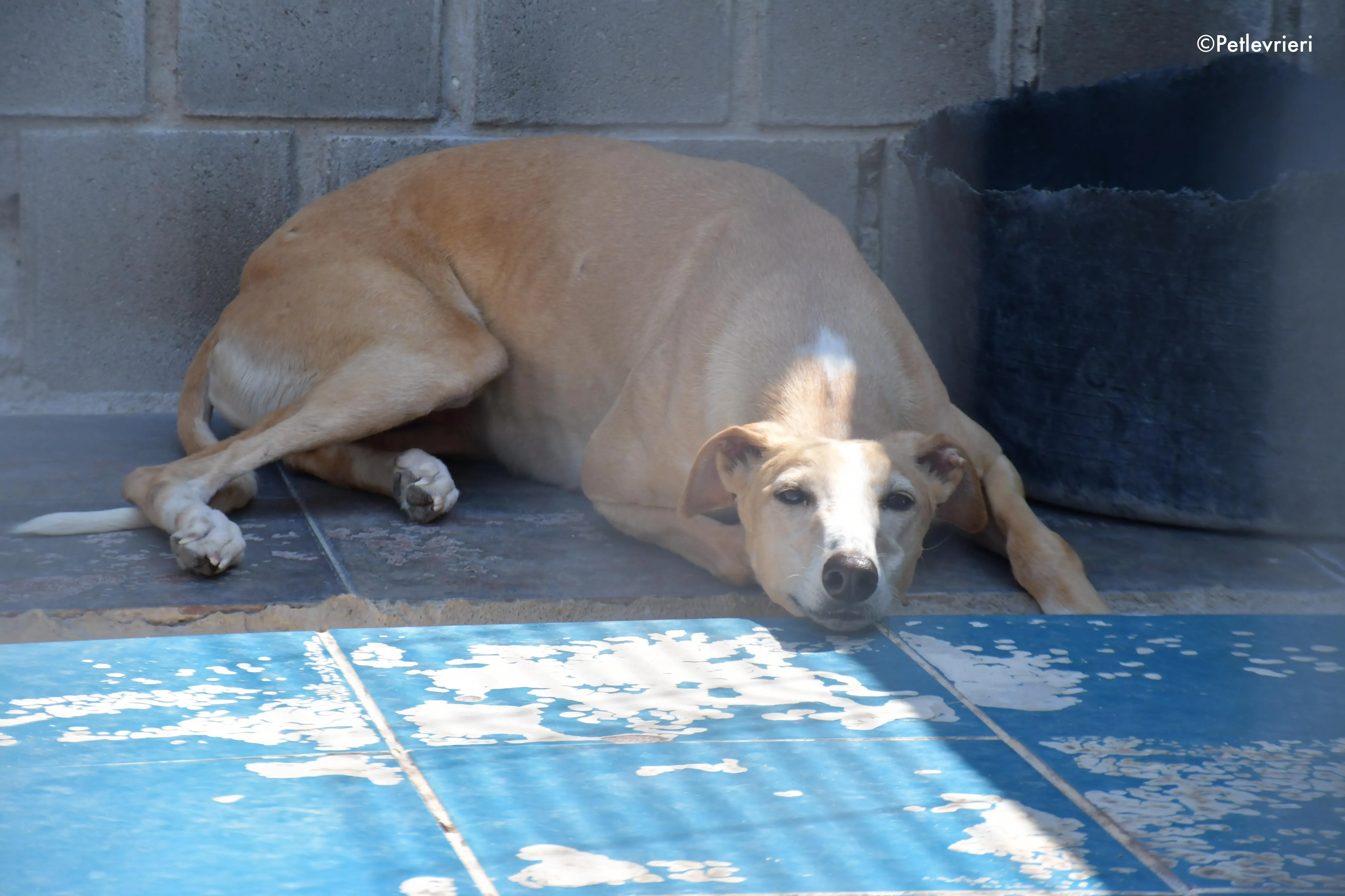 zahira adozione levrieri galgo 3