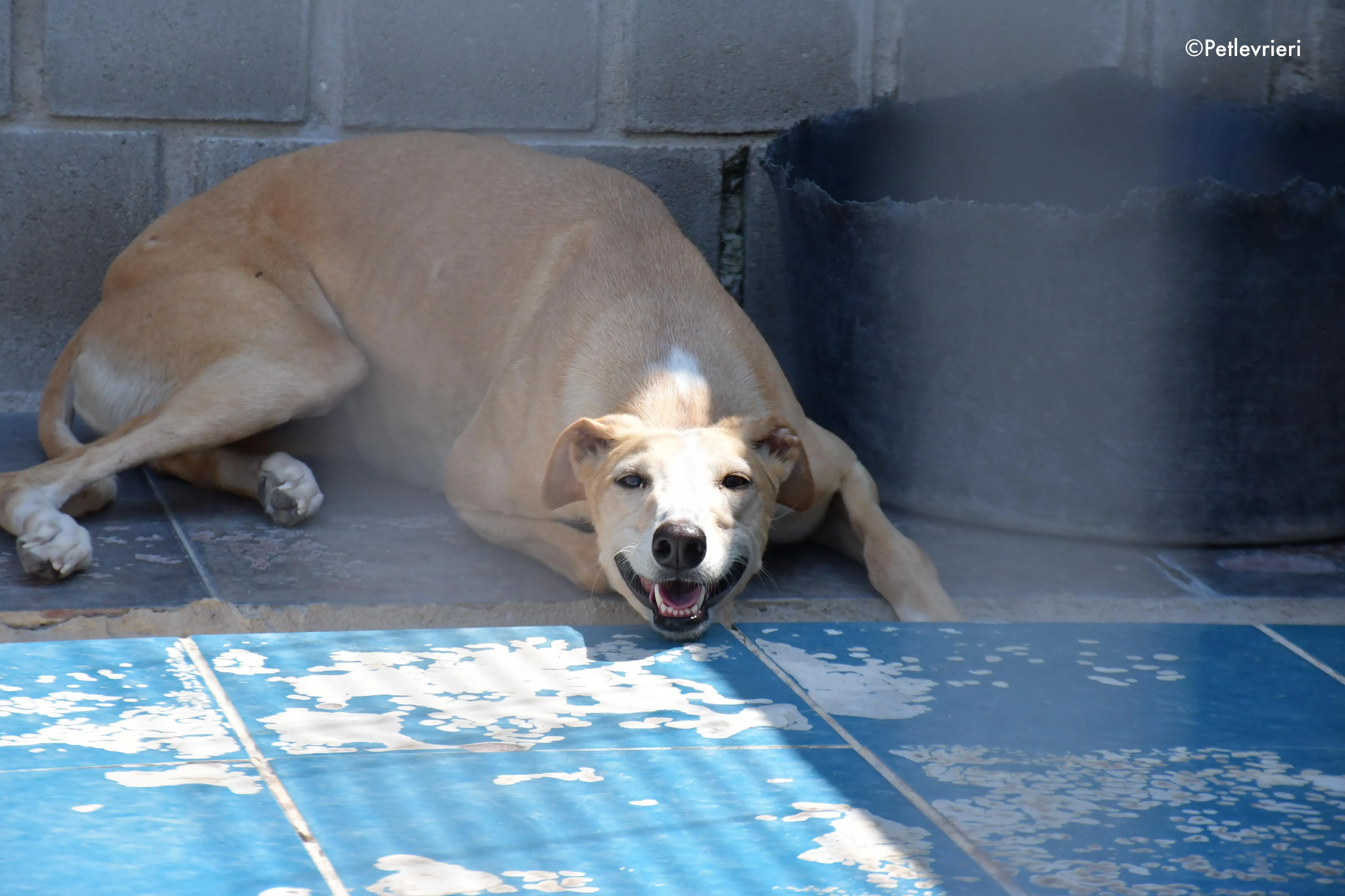 zahira adozione levrieri galgo 4