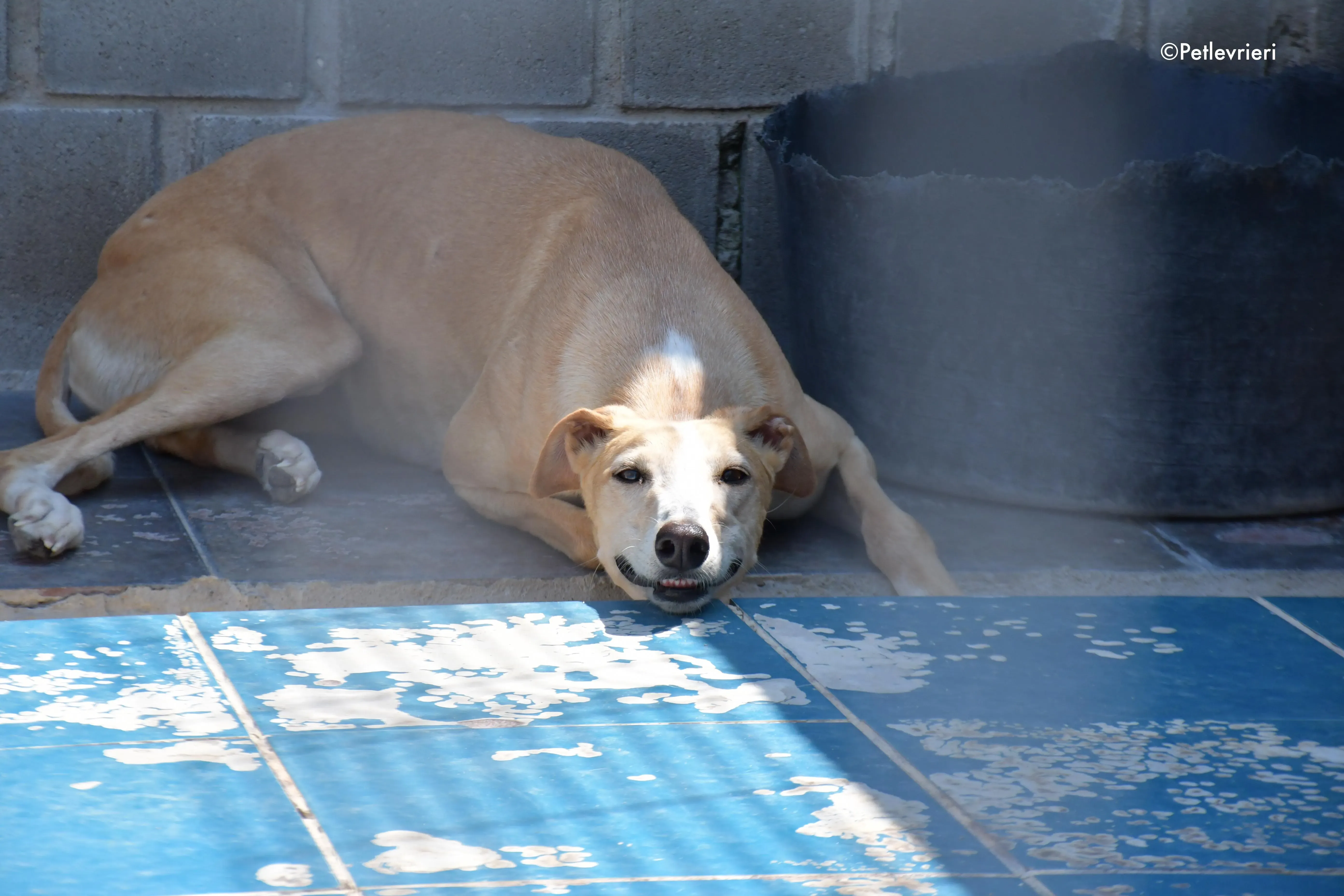 zahira adozione levrieri galgo 5
