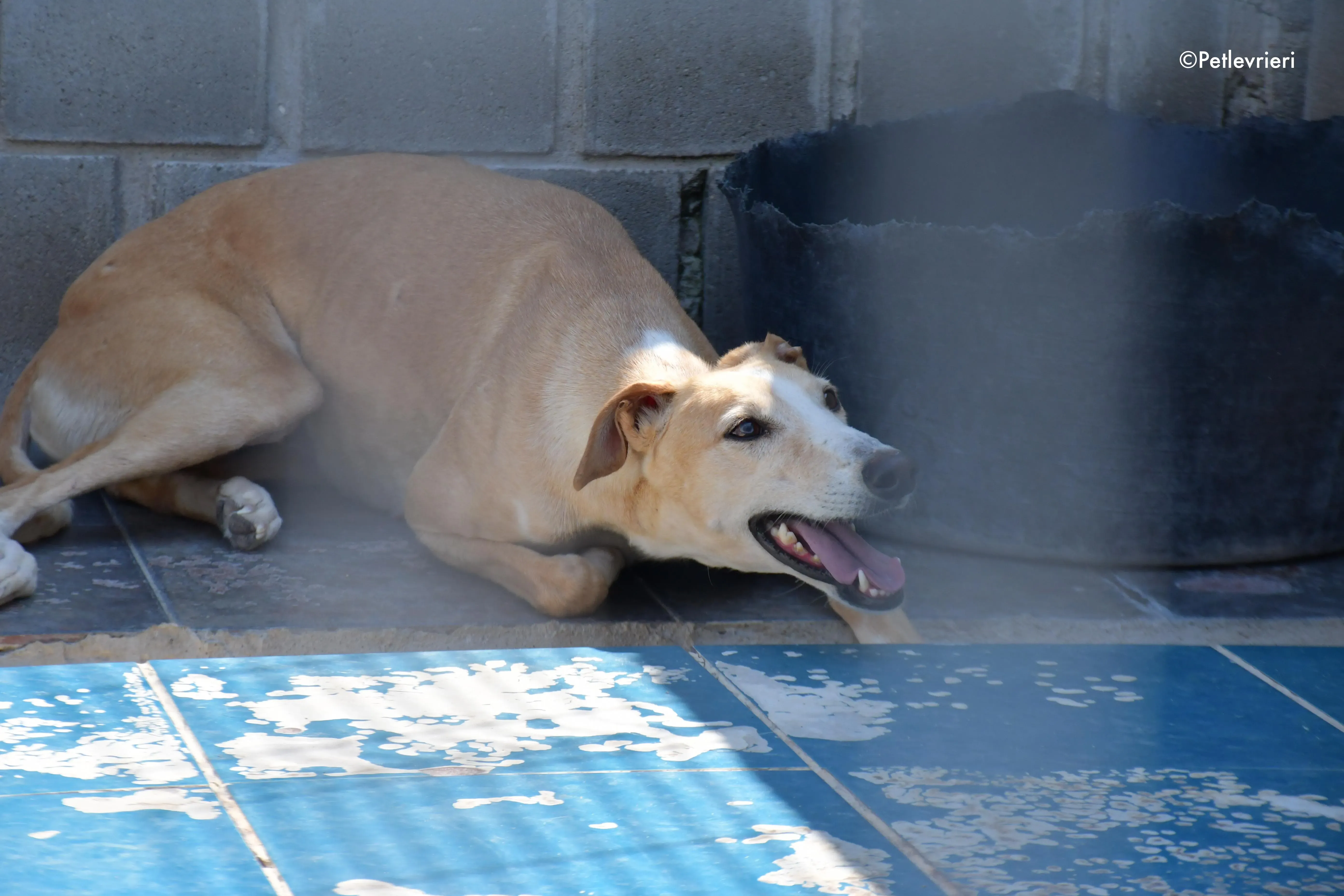 zahira adozione levrieri galgo 6