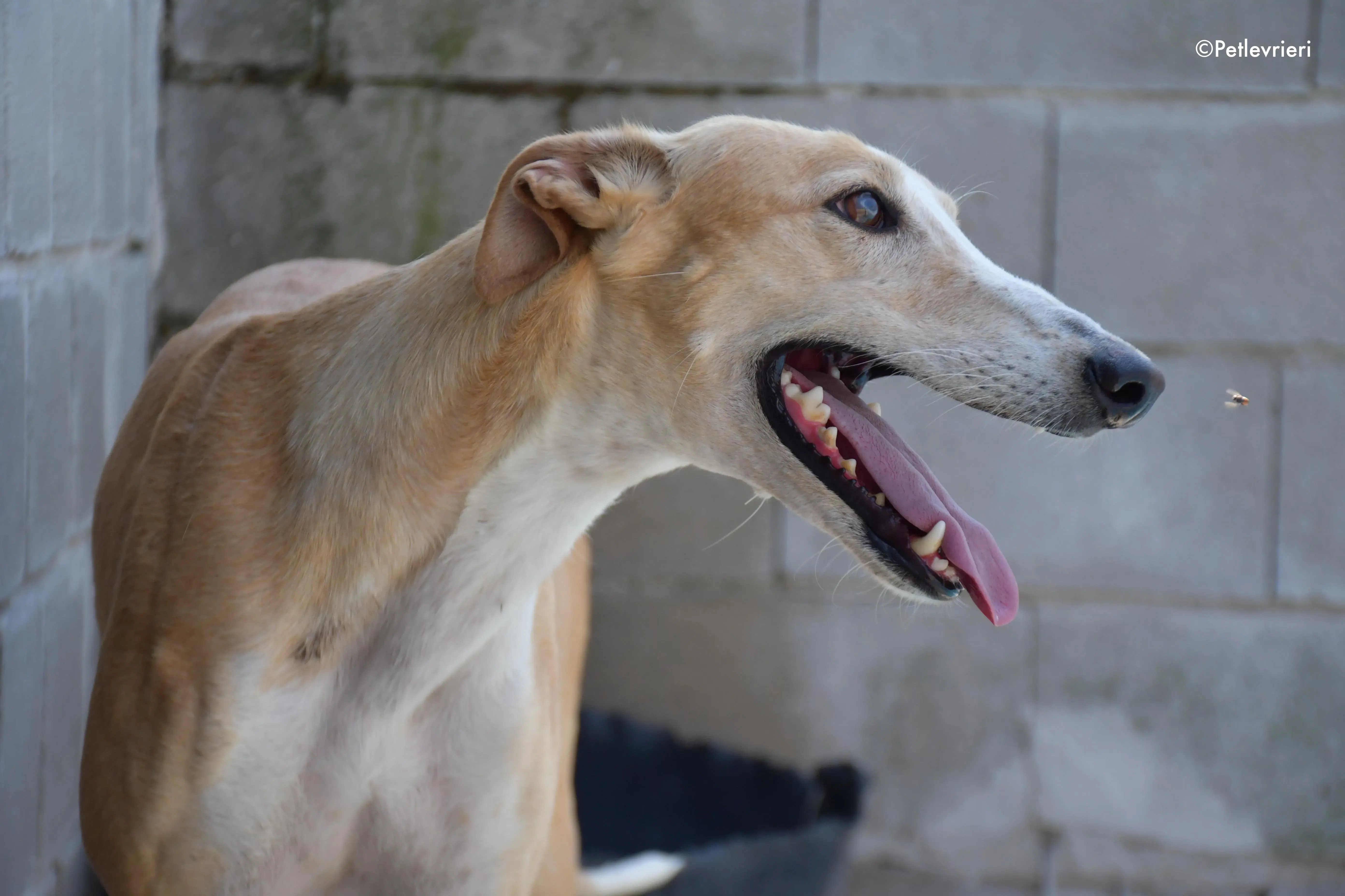 zahira adozione levrieri galgo 7