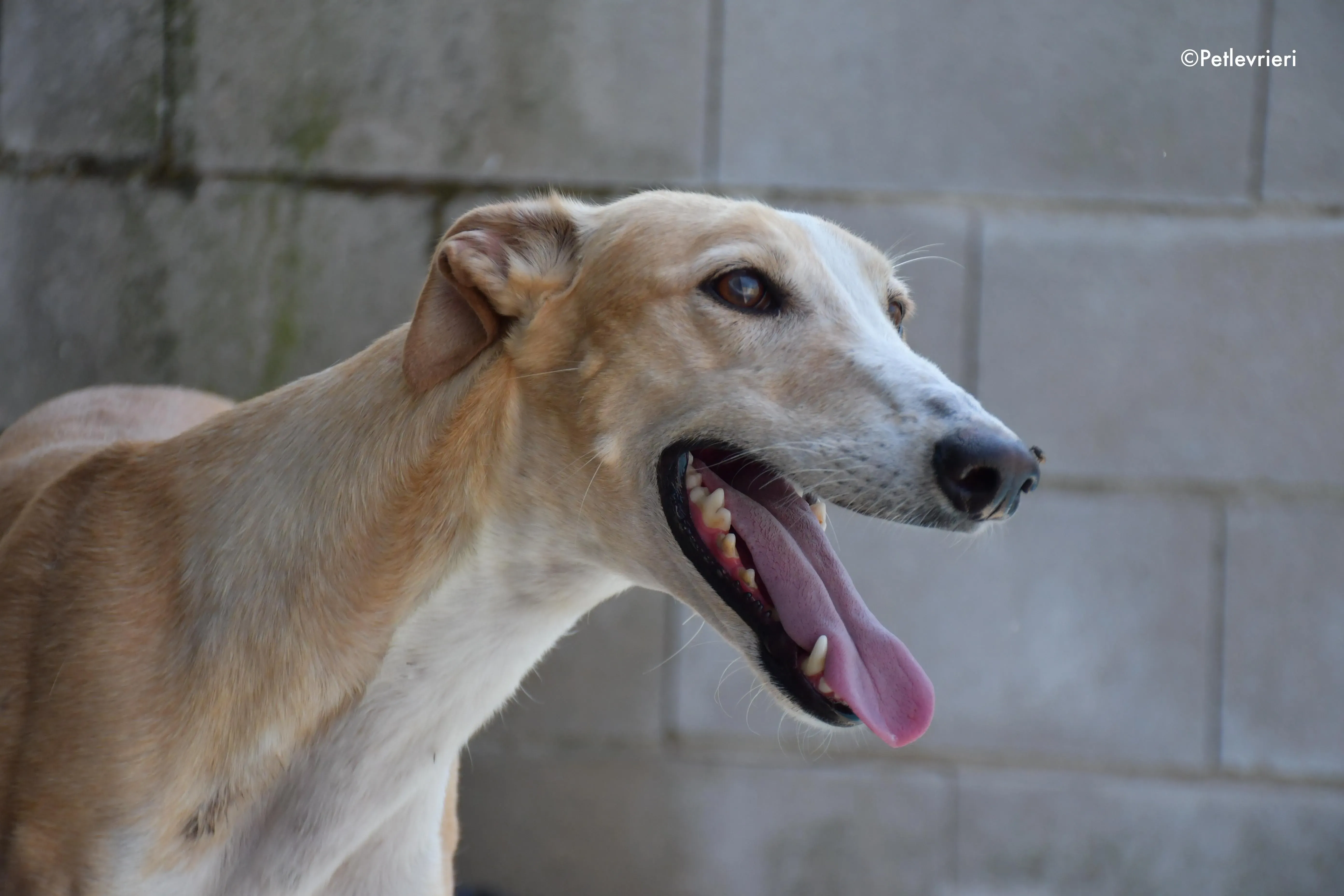 zahira adozione levrieri galgo 8