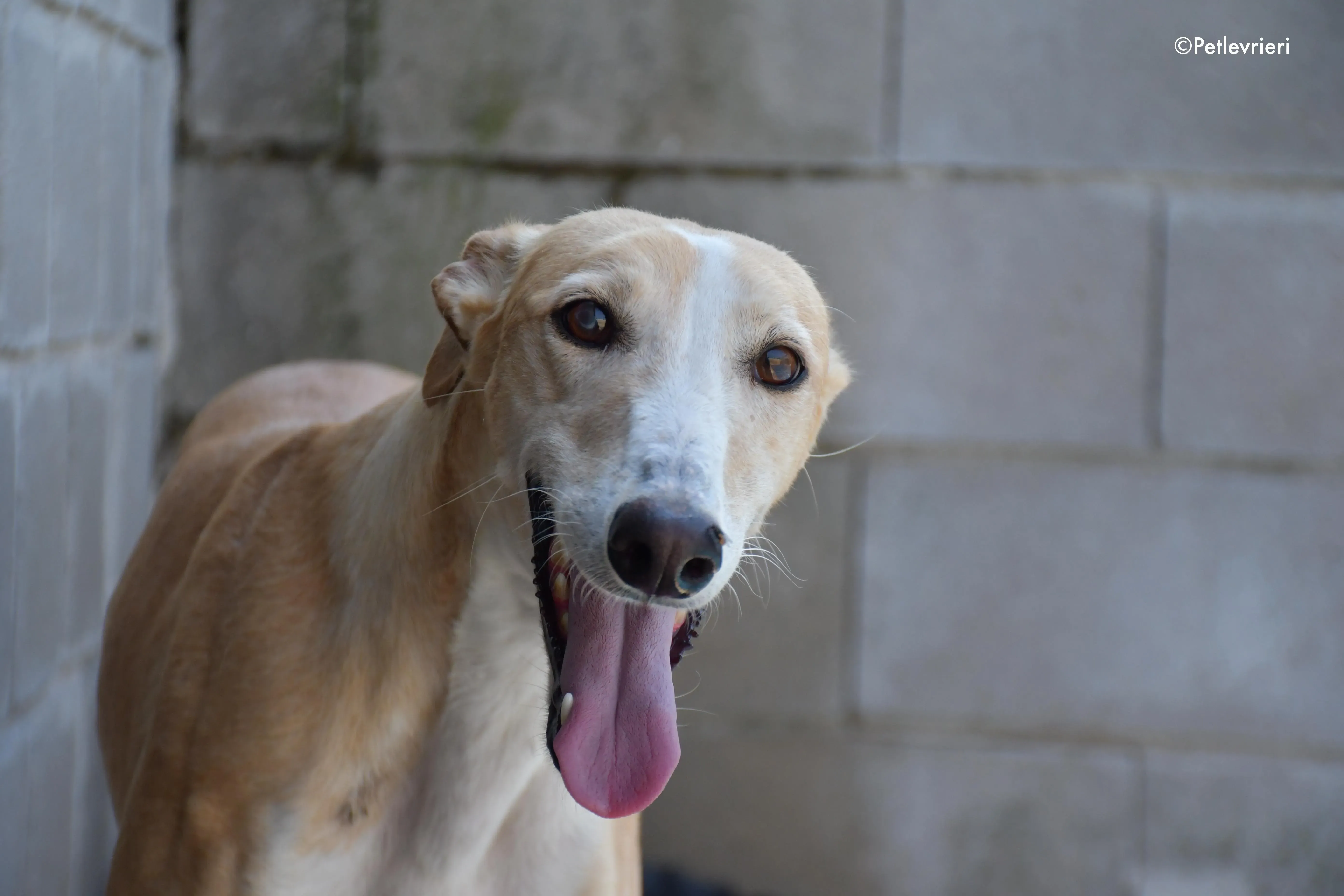 zahira adozione levrieri galgo 9