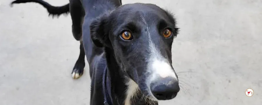 zahora galgo adozione 00 copertina a