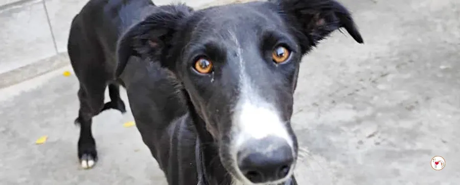 zahora galgo adozione 00 copertina b