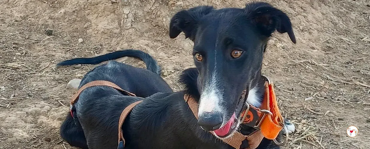 zahora galgo adozione 00 copertina c