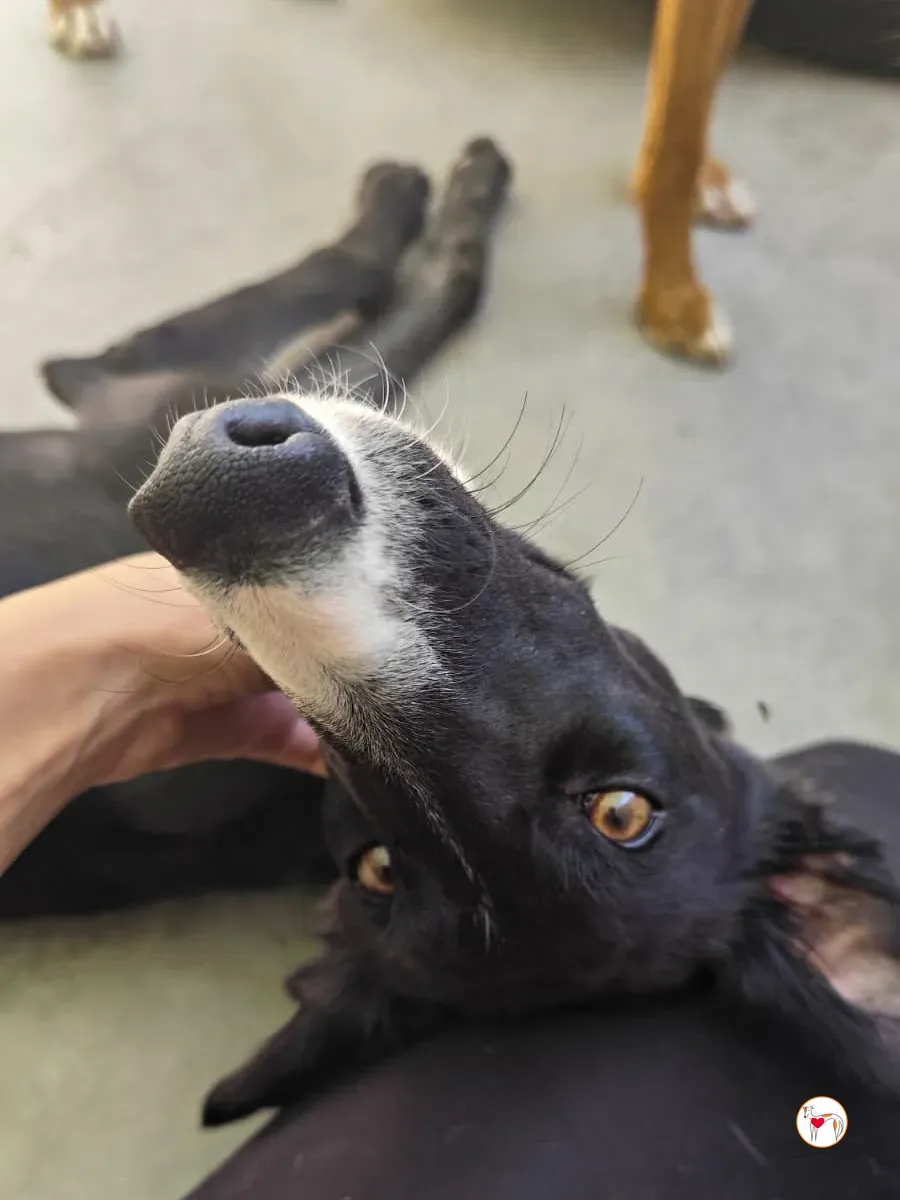 zahora galgo adozione 10