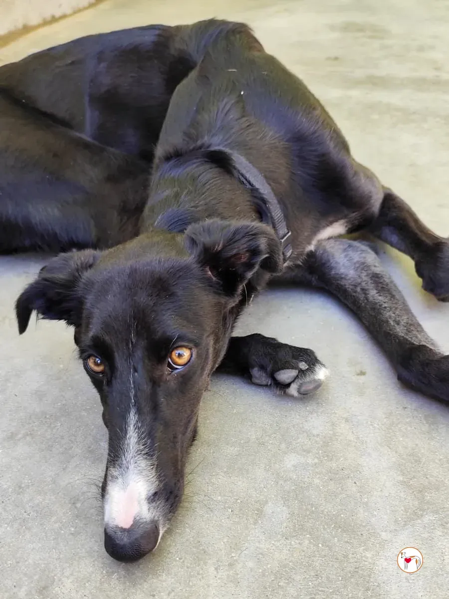 zahora galgo adozione 2