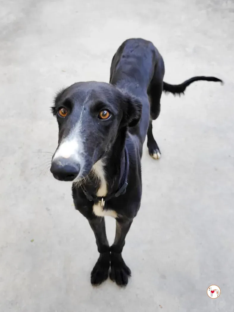 zahora galgo adozione 3