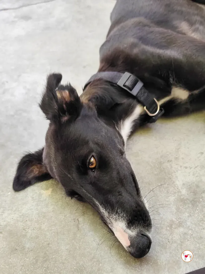 zahora galgo adozione 4