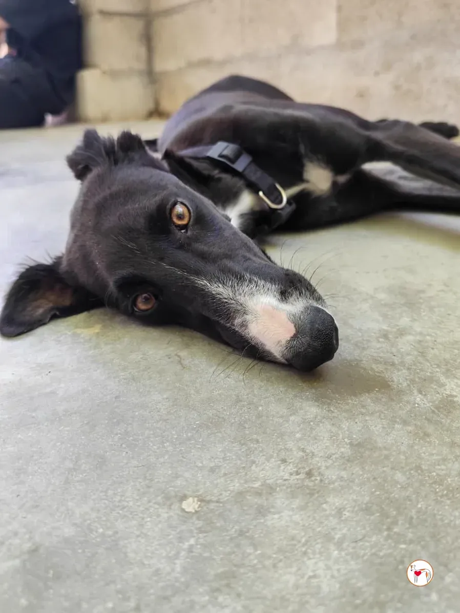 zahora galgo adozione 5