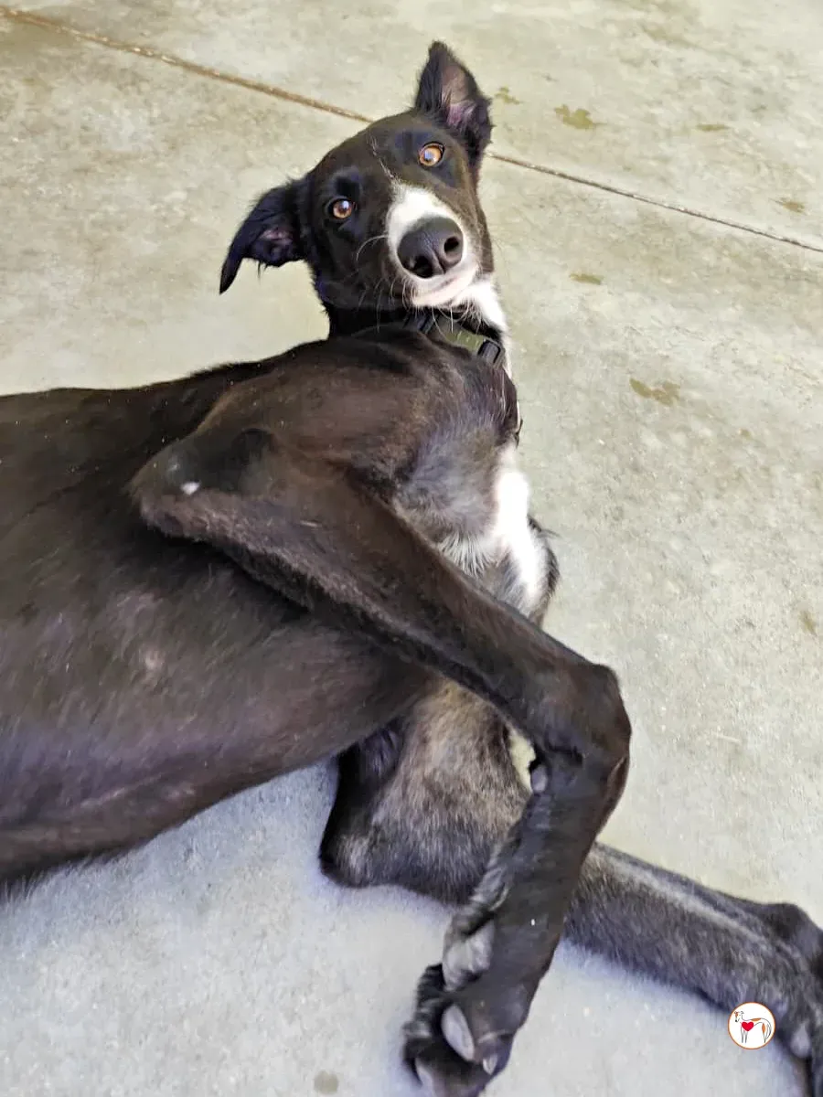 zahora galgo adozione 6