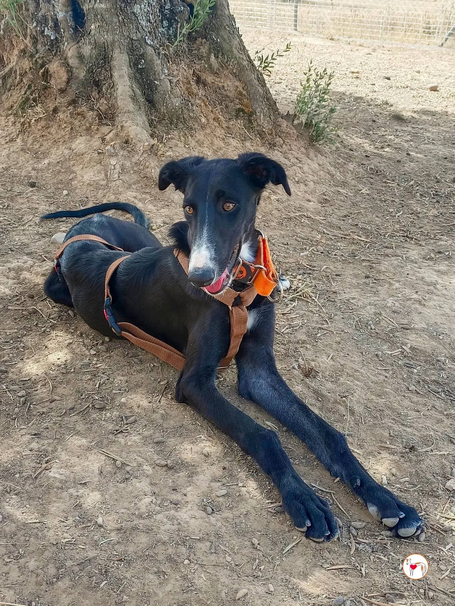 zahora galgo adozione 7