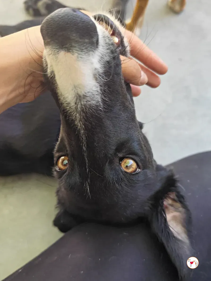 zahora galgo adozione 8