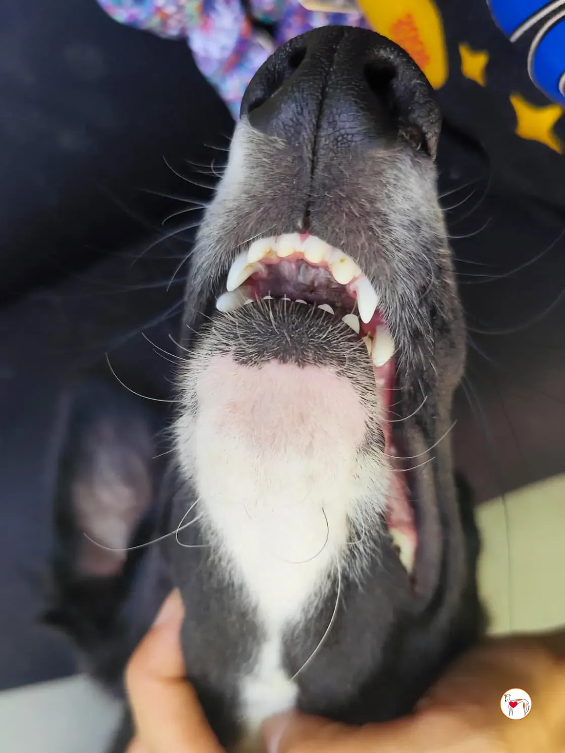 zahora galgo adozione 9