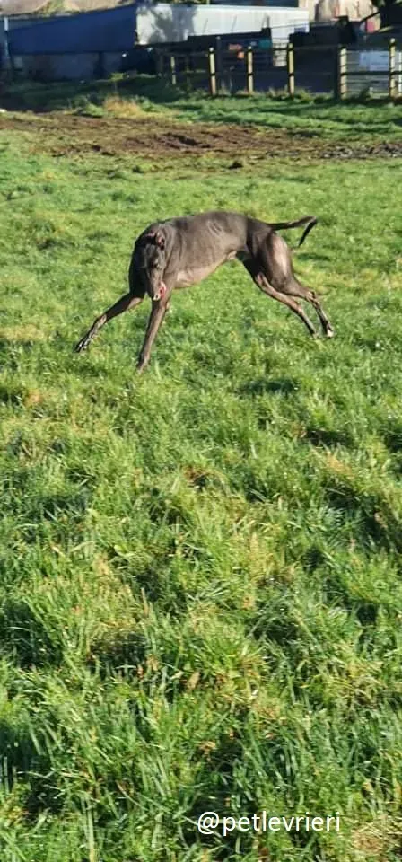 zambezi adozione greyhound 1