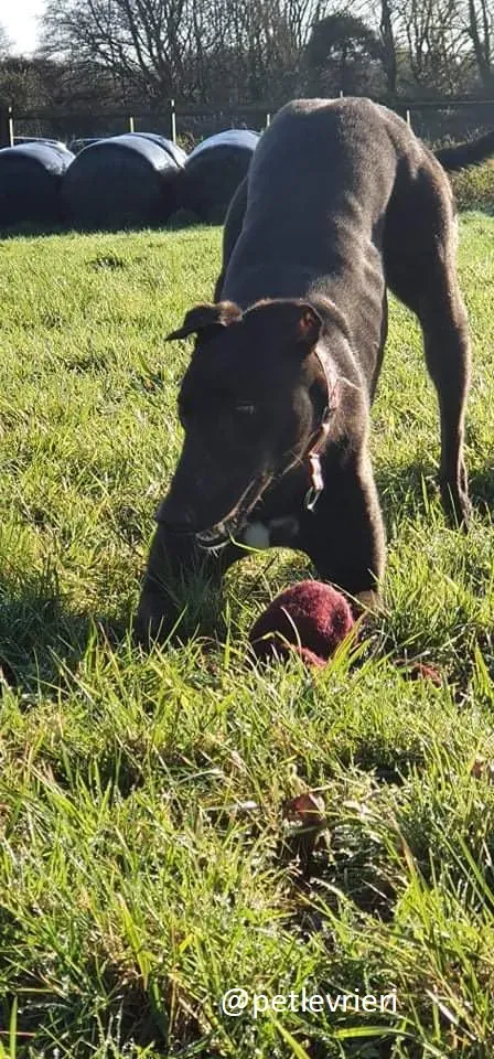 zambezi adozione greyhound 2