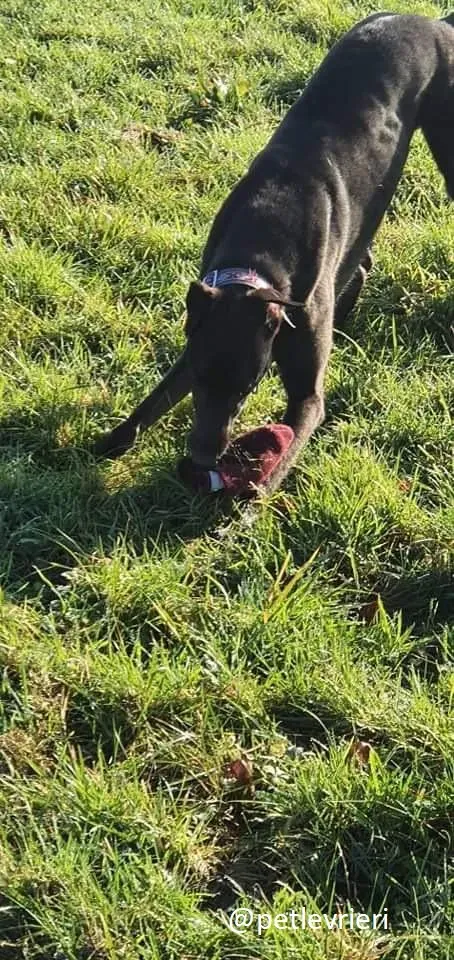 zambezi adozione greyhound 4 1