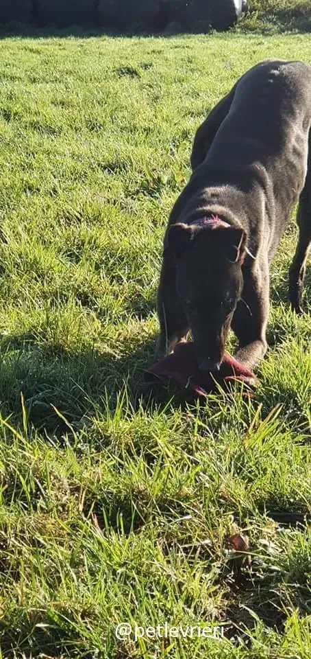 zambezi adozione greyhound 4 2