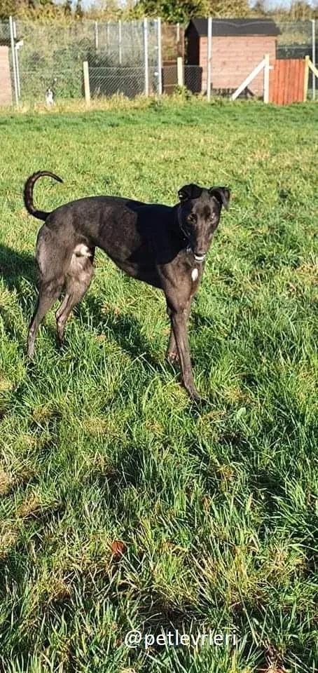 zambezi adozione greyhound 5