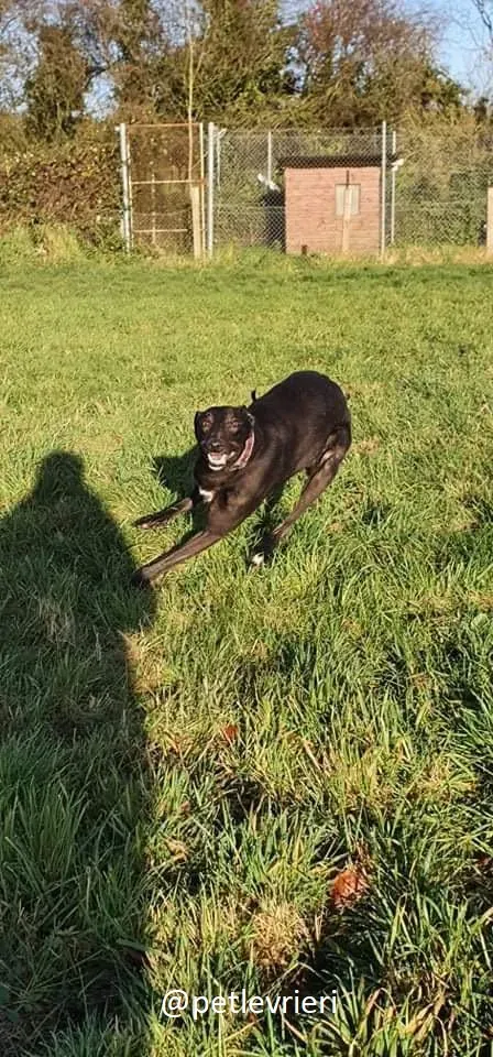 zambezi adozione greyhound 6