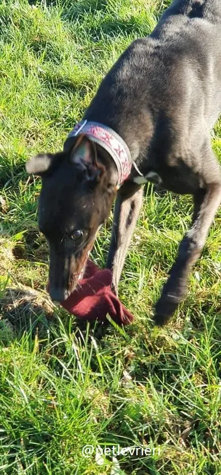 zambezi adozione greyhound