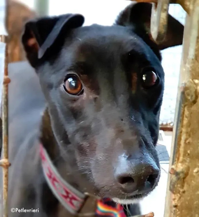 zambezi adozione levrieri greyhound 1