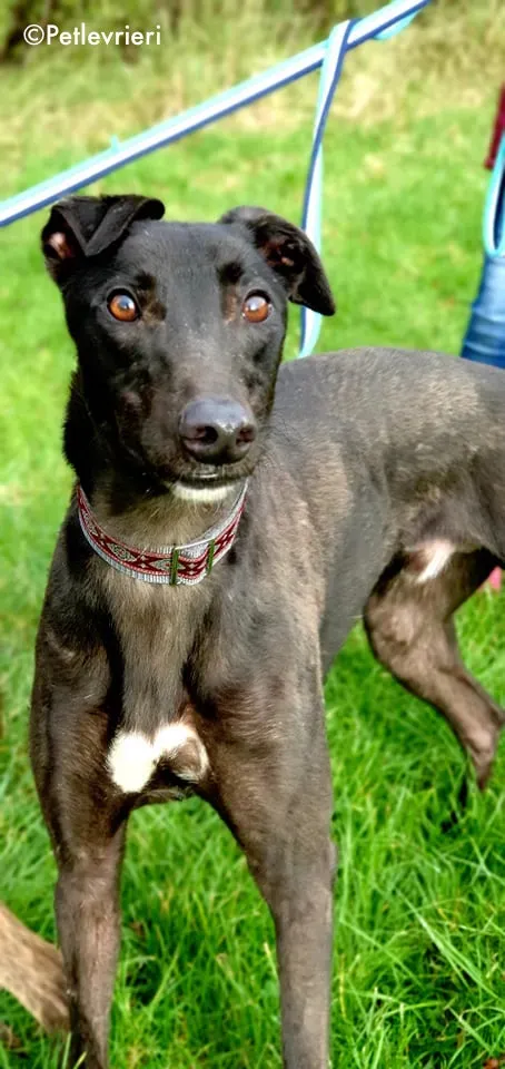 zambezi adozione levrieri greyhound 2