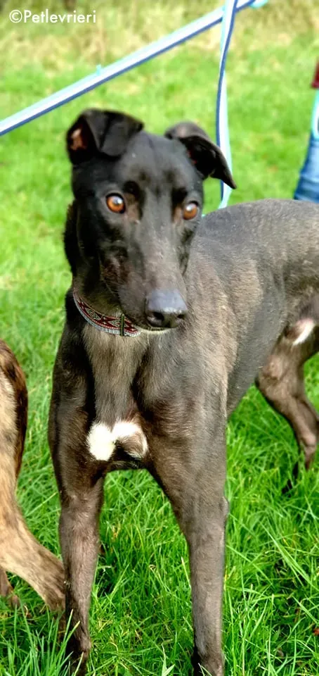 zambezi adozione levrieri greyhound 3