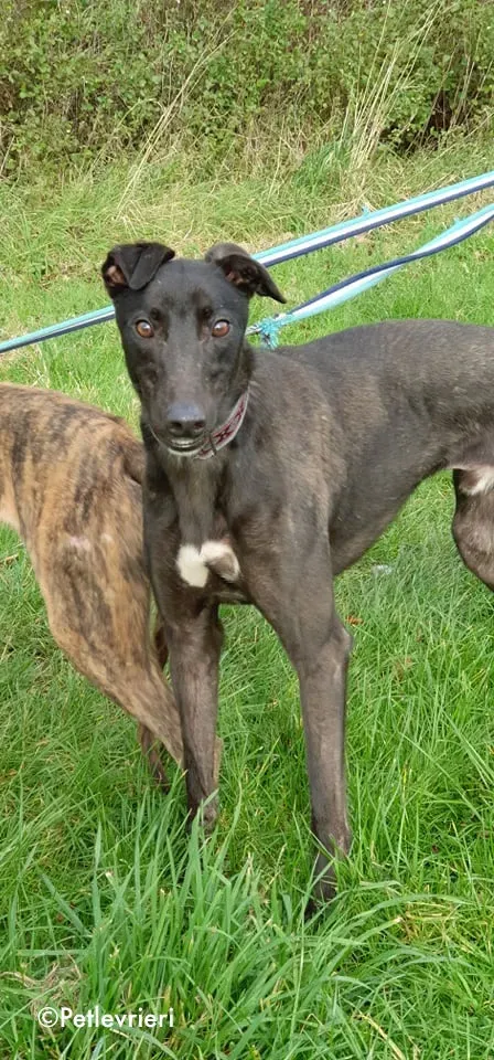 zambezi adozione levrieri greyhound 4