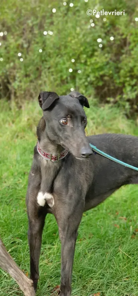 zambezi adozione levrieri greyhound 5