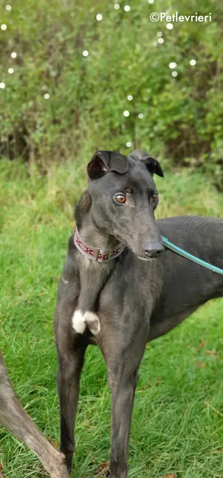 zambezi adozione levrieri greyhound 6