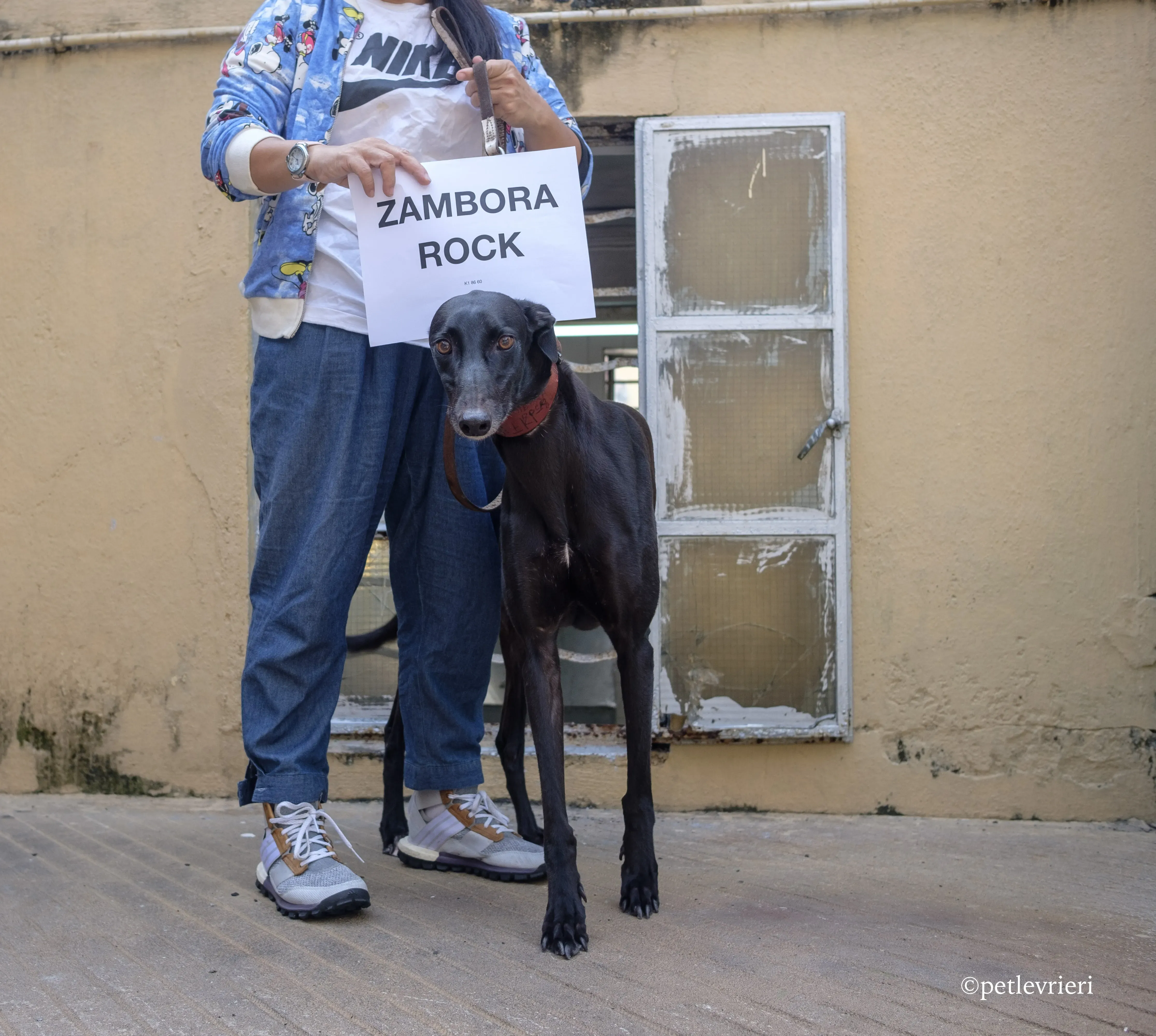 zambora rock adozione greyhound macao 1
